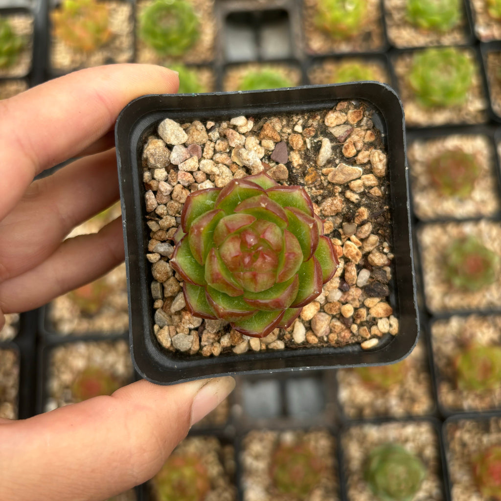 L029 エケベリアジェリ ジェニ