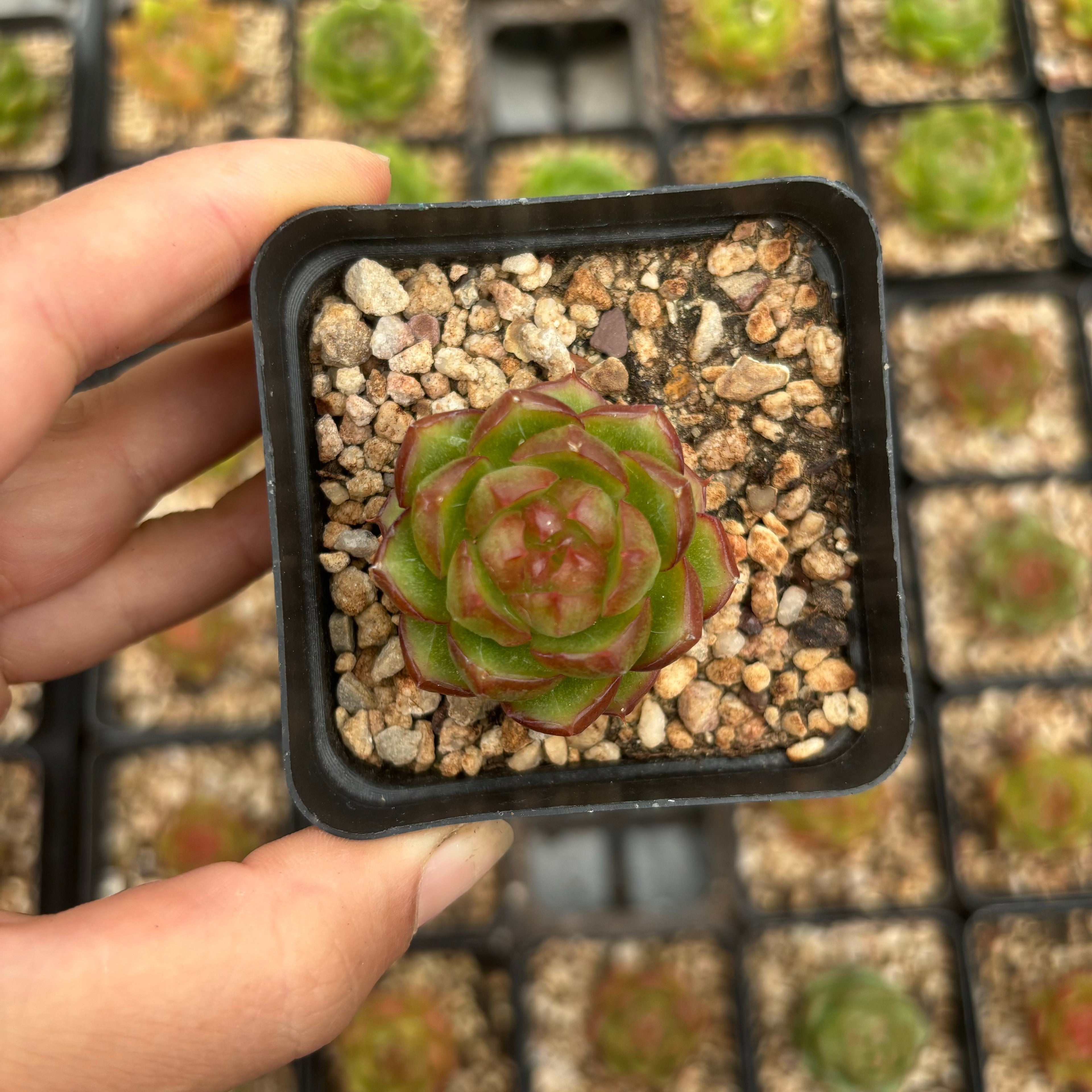 L029 エケベリアジェリ ジェニ