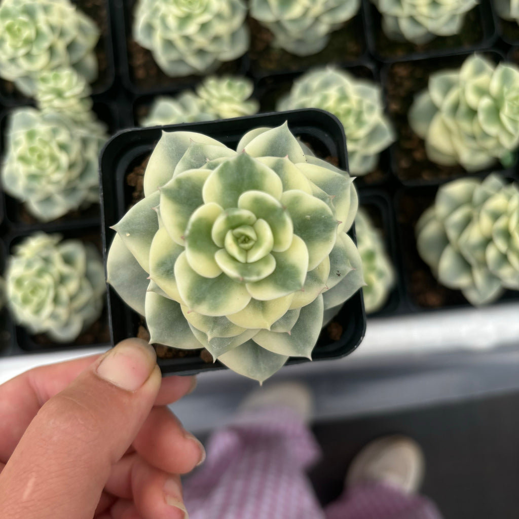 L033 エケベリア ヌーダ 錦