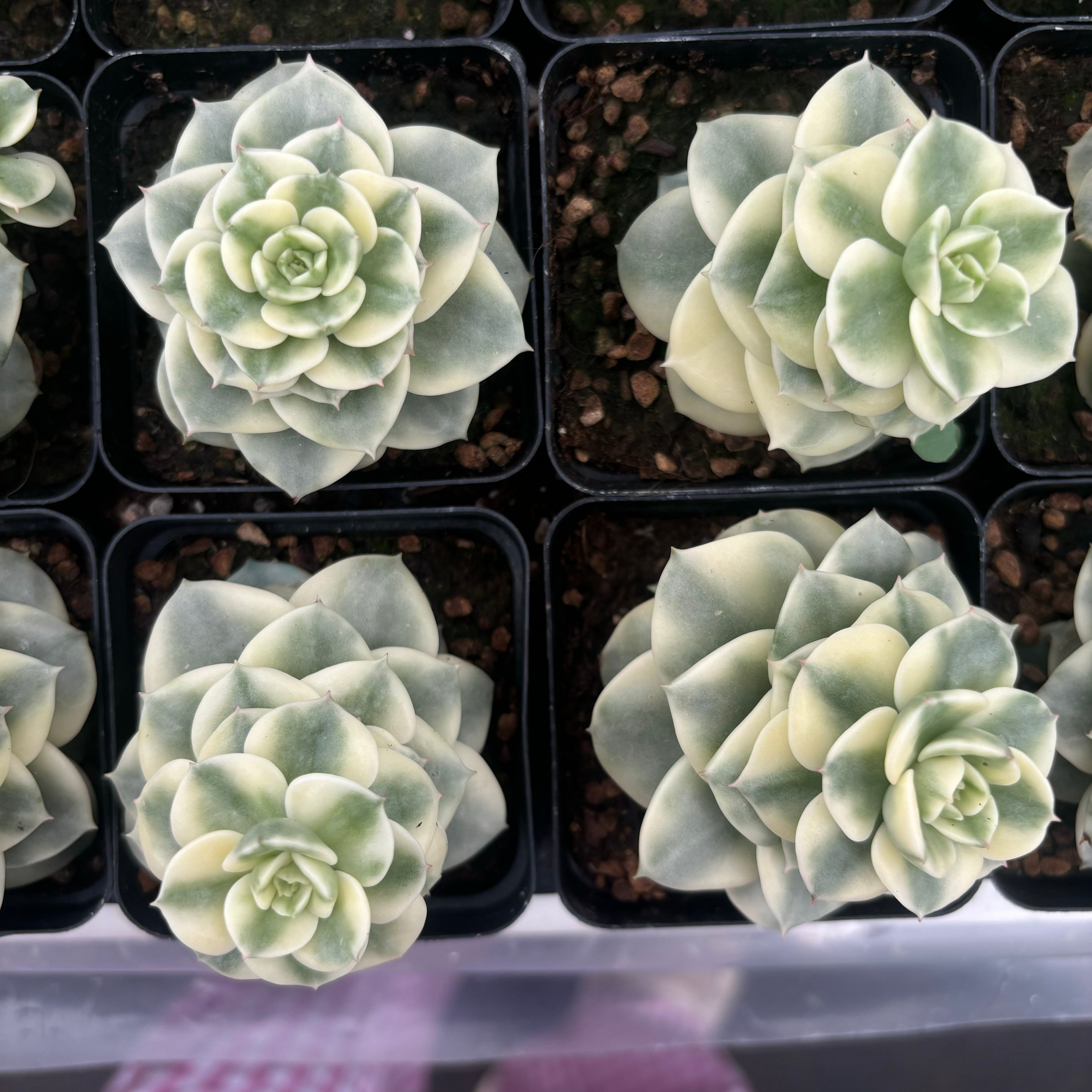 L033 ヌーダ 錦 エケベリア