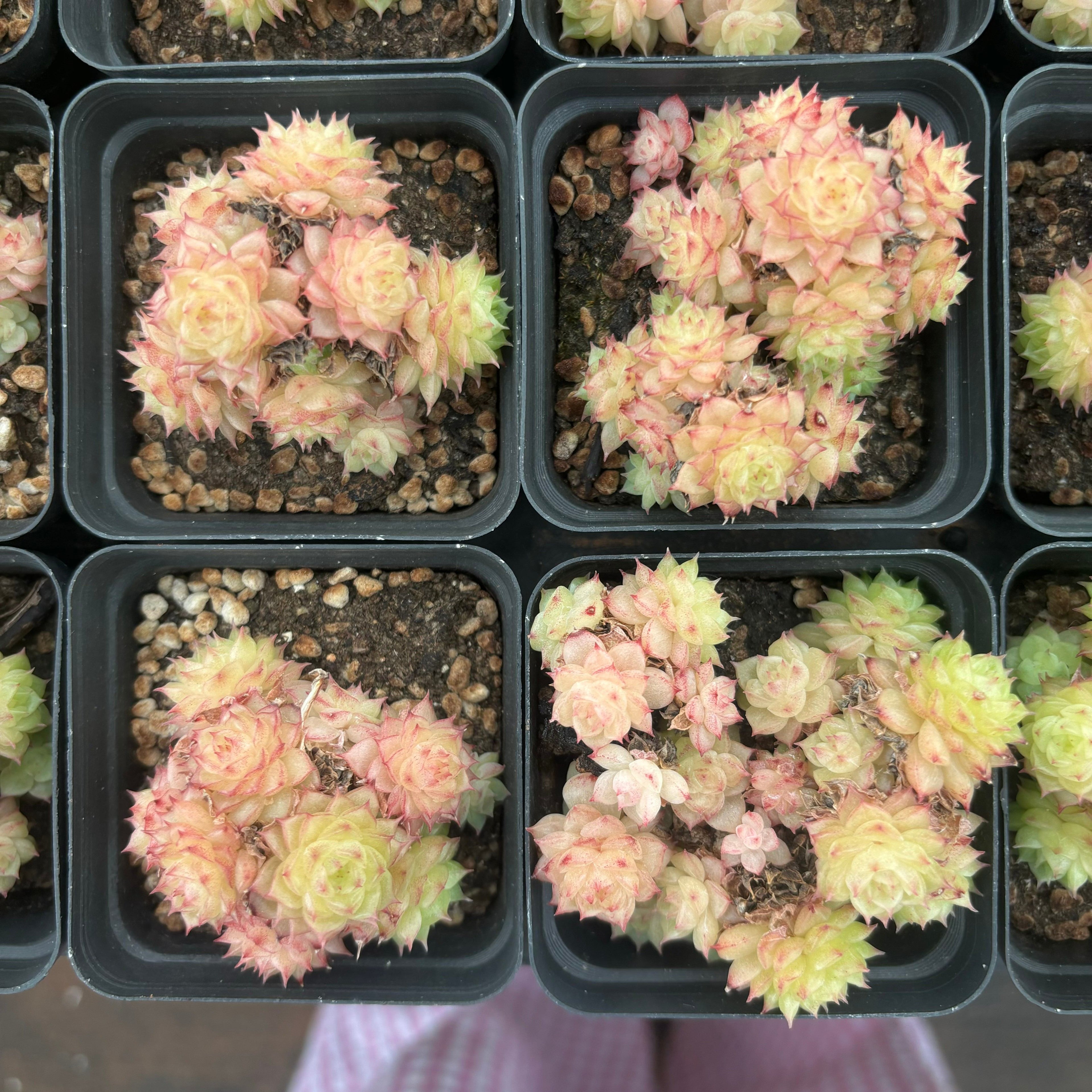 L035 エケベリア ジン・グー(鉢物)