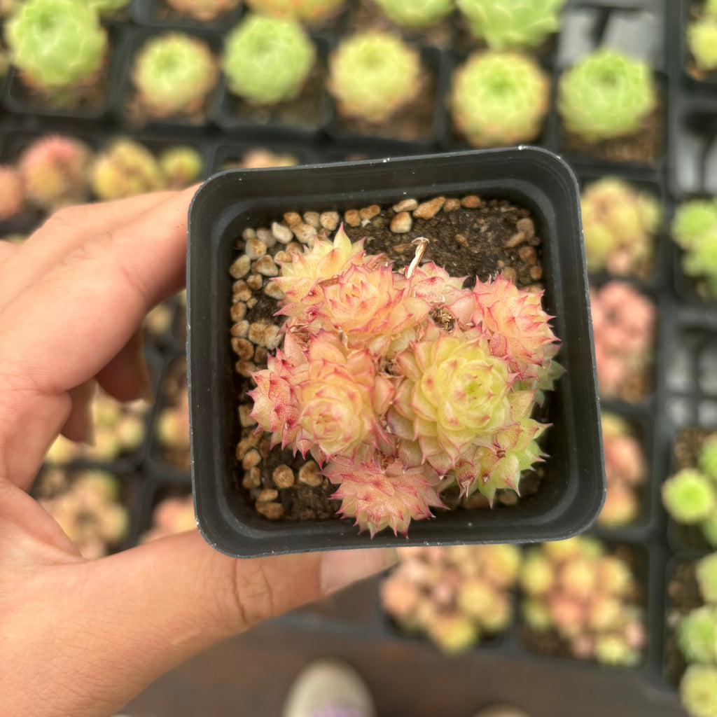 L035 エケベリア ジン・グー(鉢物)