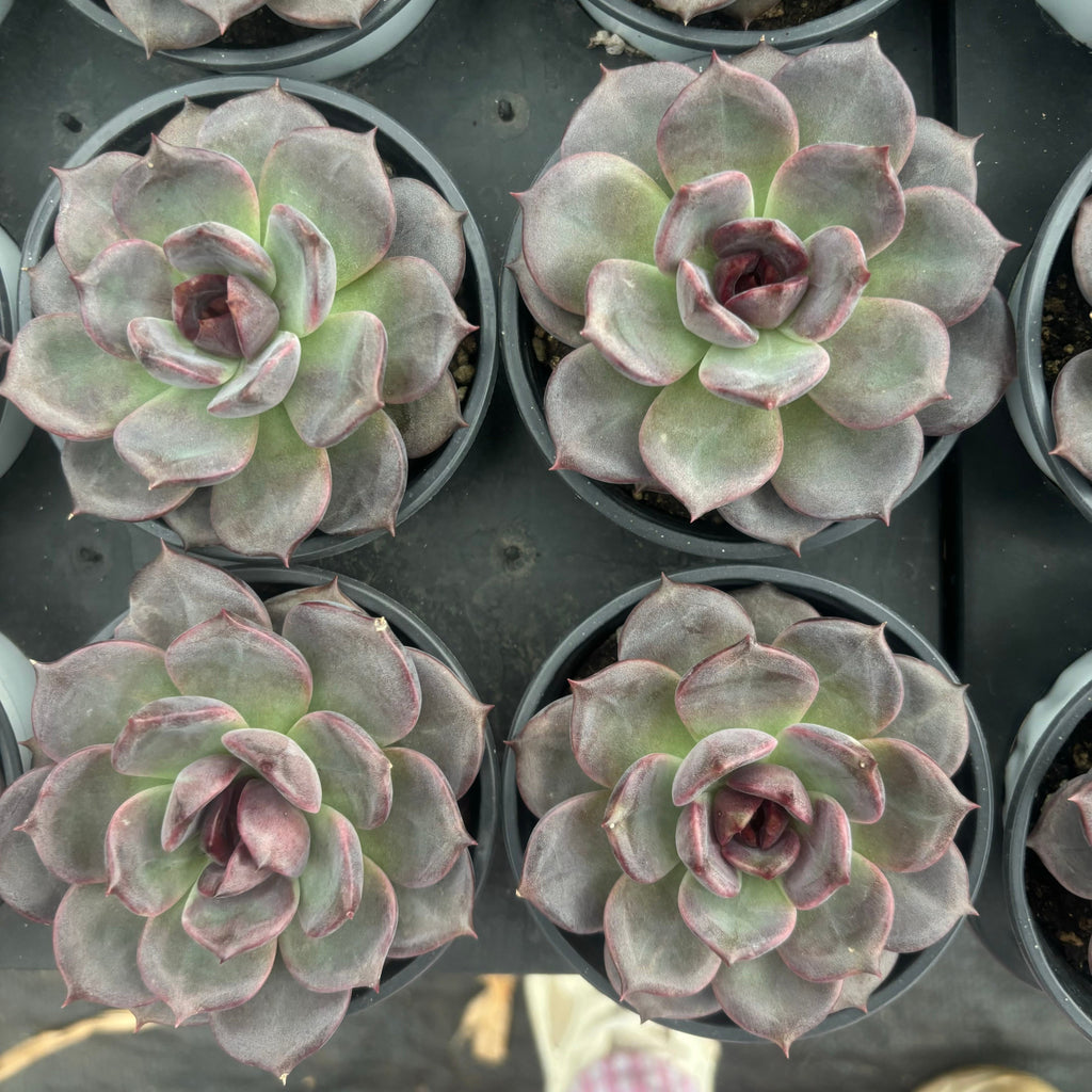 L036 エケベリア ブラック・チョコレート