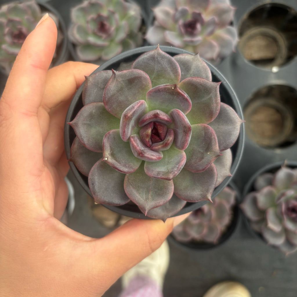 L036 エケベリア ブラック・チョコレート