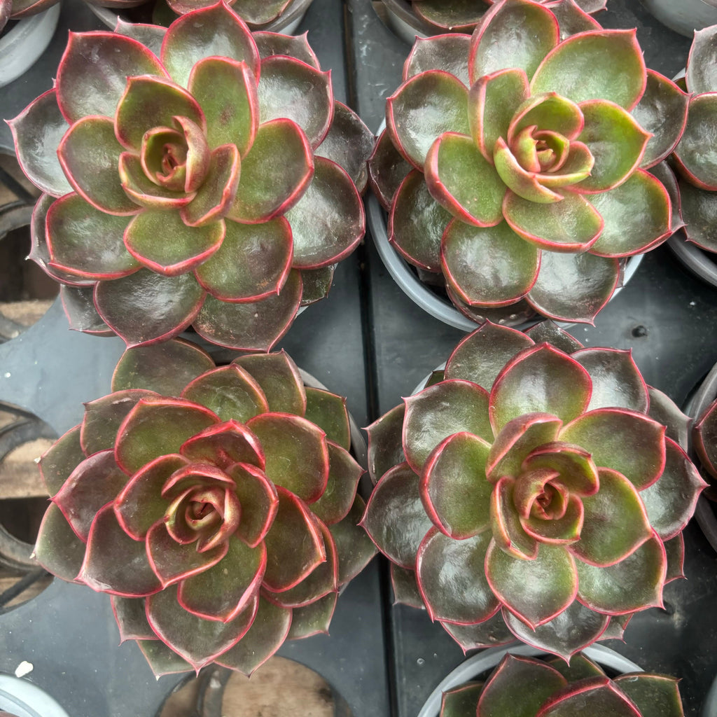 L037 レッドライト エケベリア