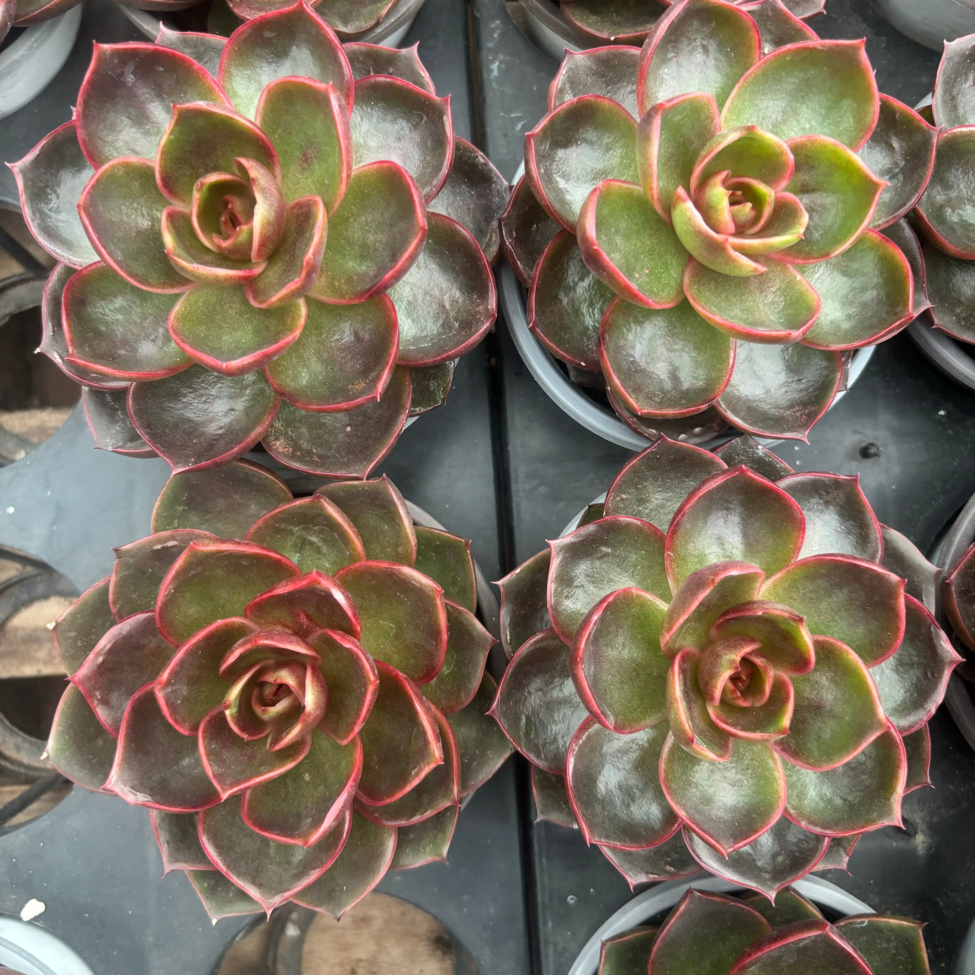 L037 レッドライト エケベリア