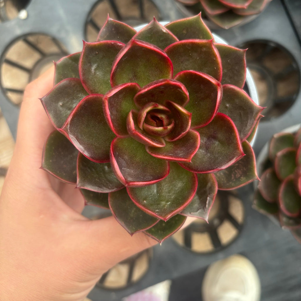 L037 レッドライト エケベリア