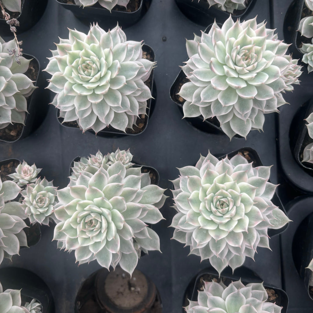 L038 エケベリア マーガレット 錦