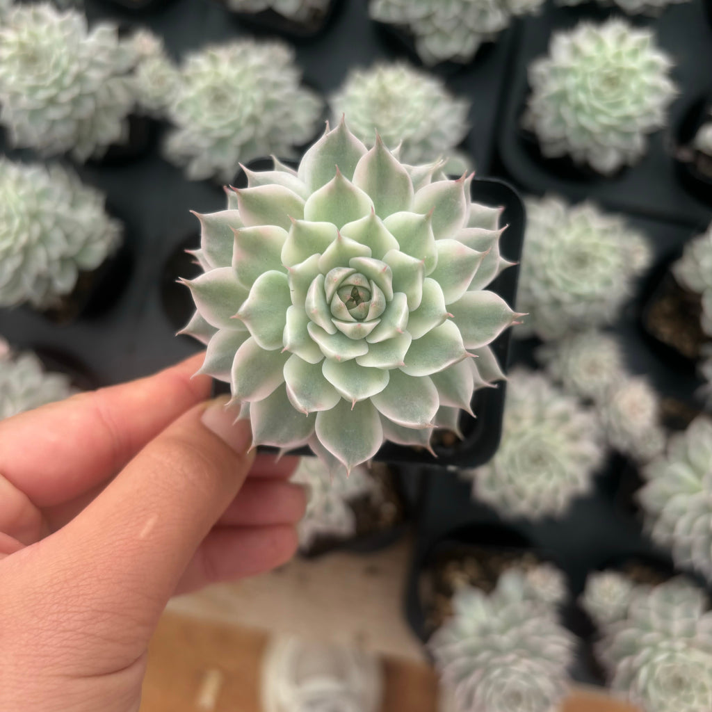 L038 エケベリア マーガレット 錦