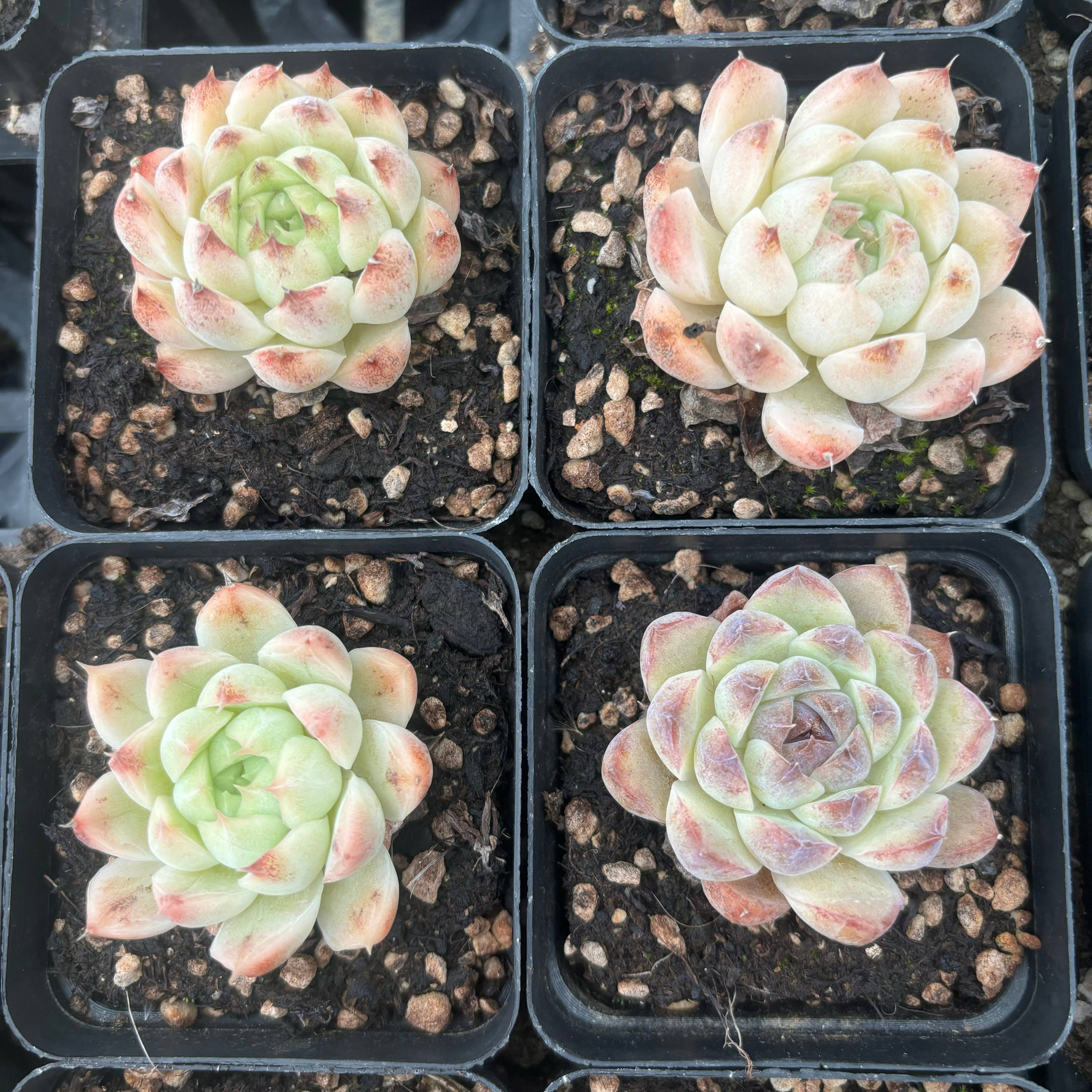 L040 エケベリア ホワイト・アメジスト