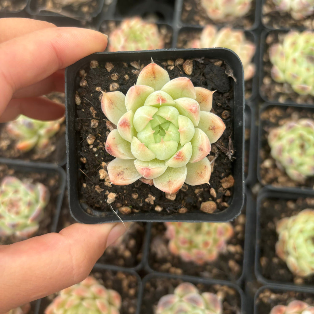 L040 エケベリア ホワイト・アメジスト