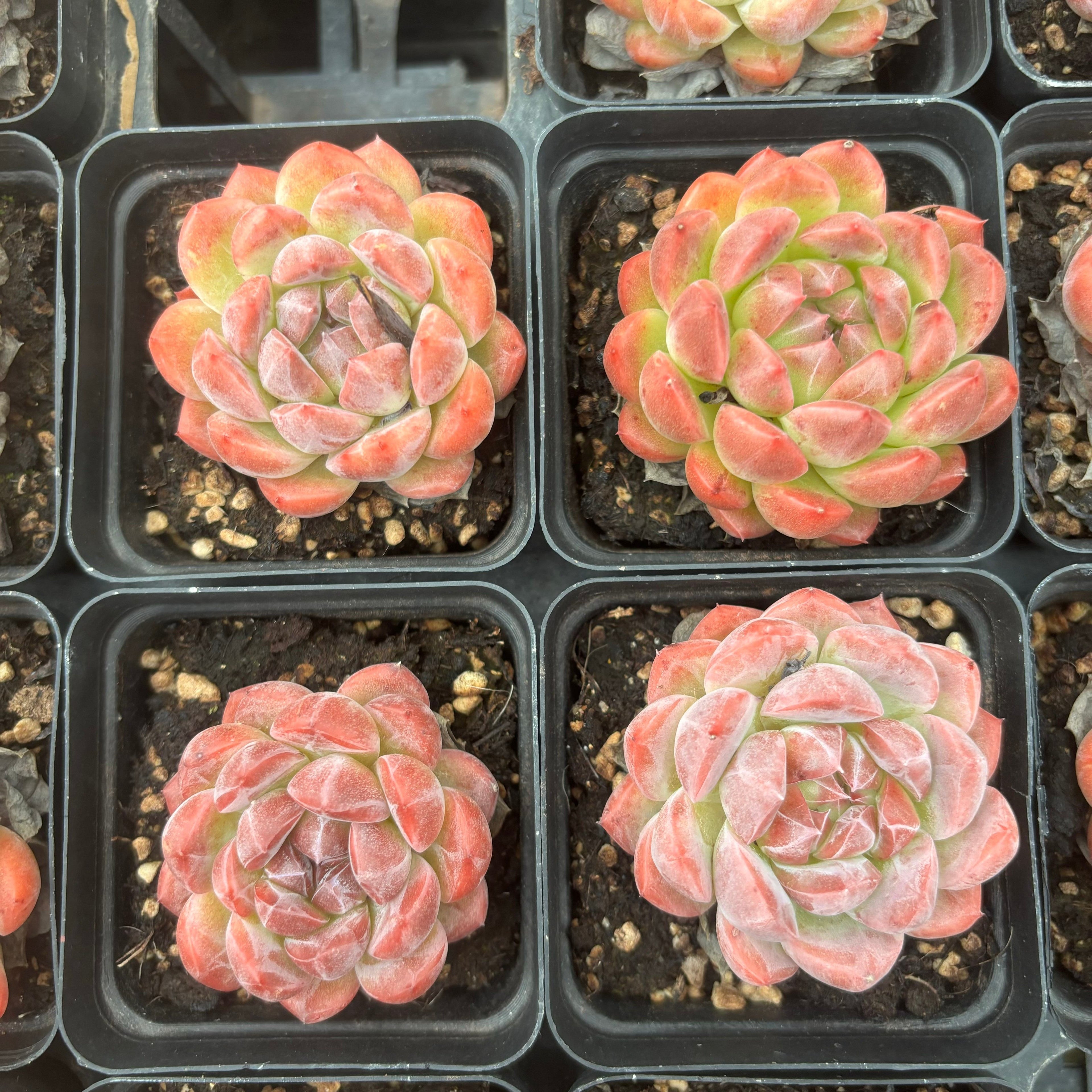 L041 エケベリア スプリング・ウィンド