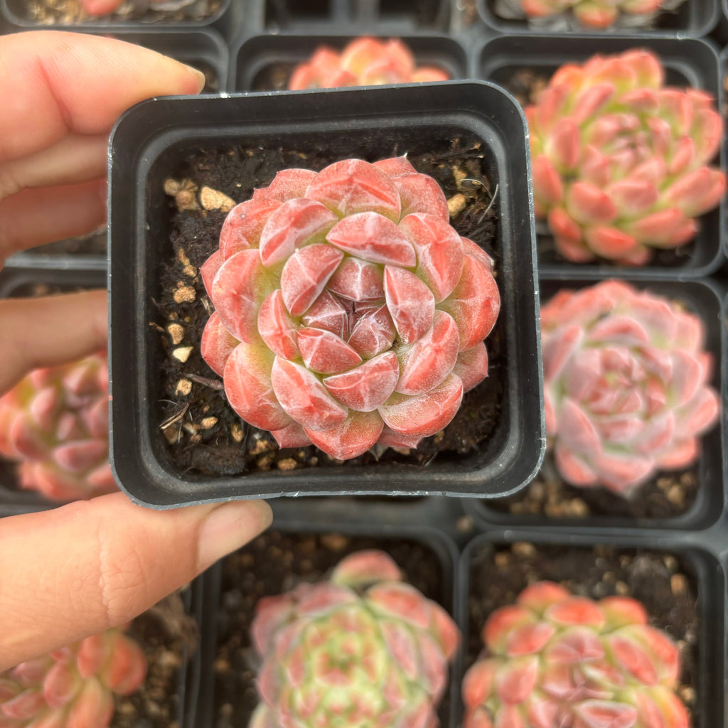 L041 エケベリア スプリング・ウィンド