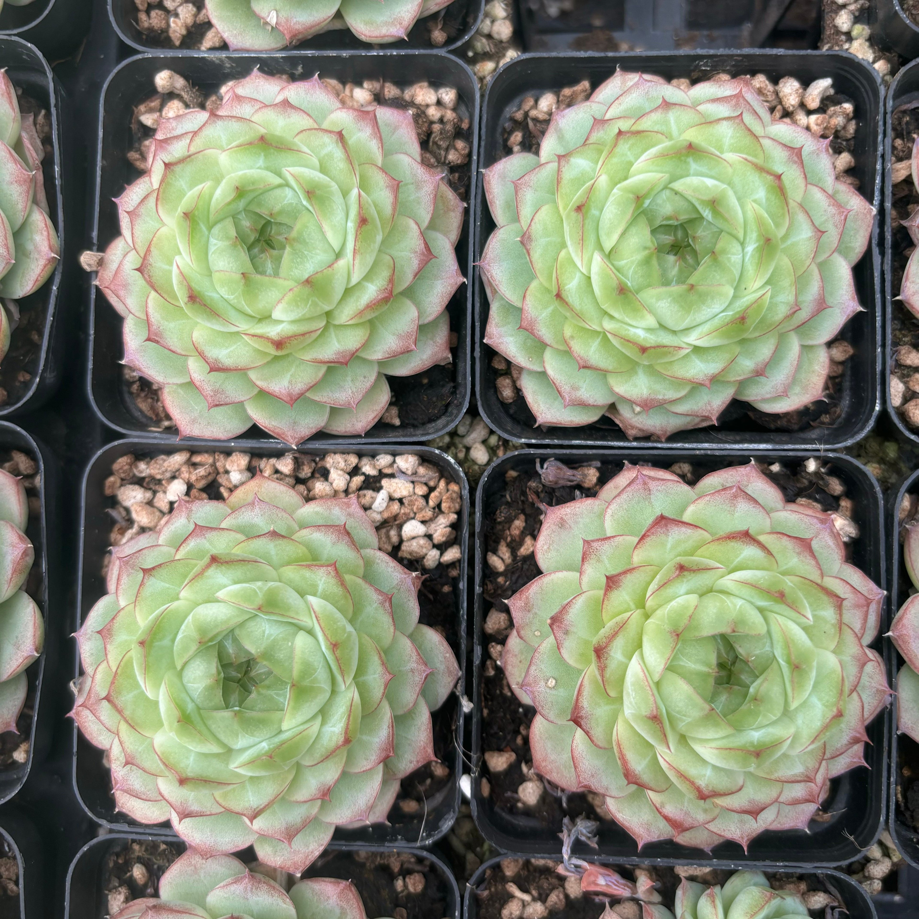 L042 エケベリア クイーン・ジェニー