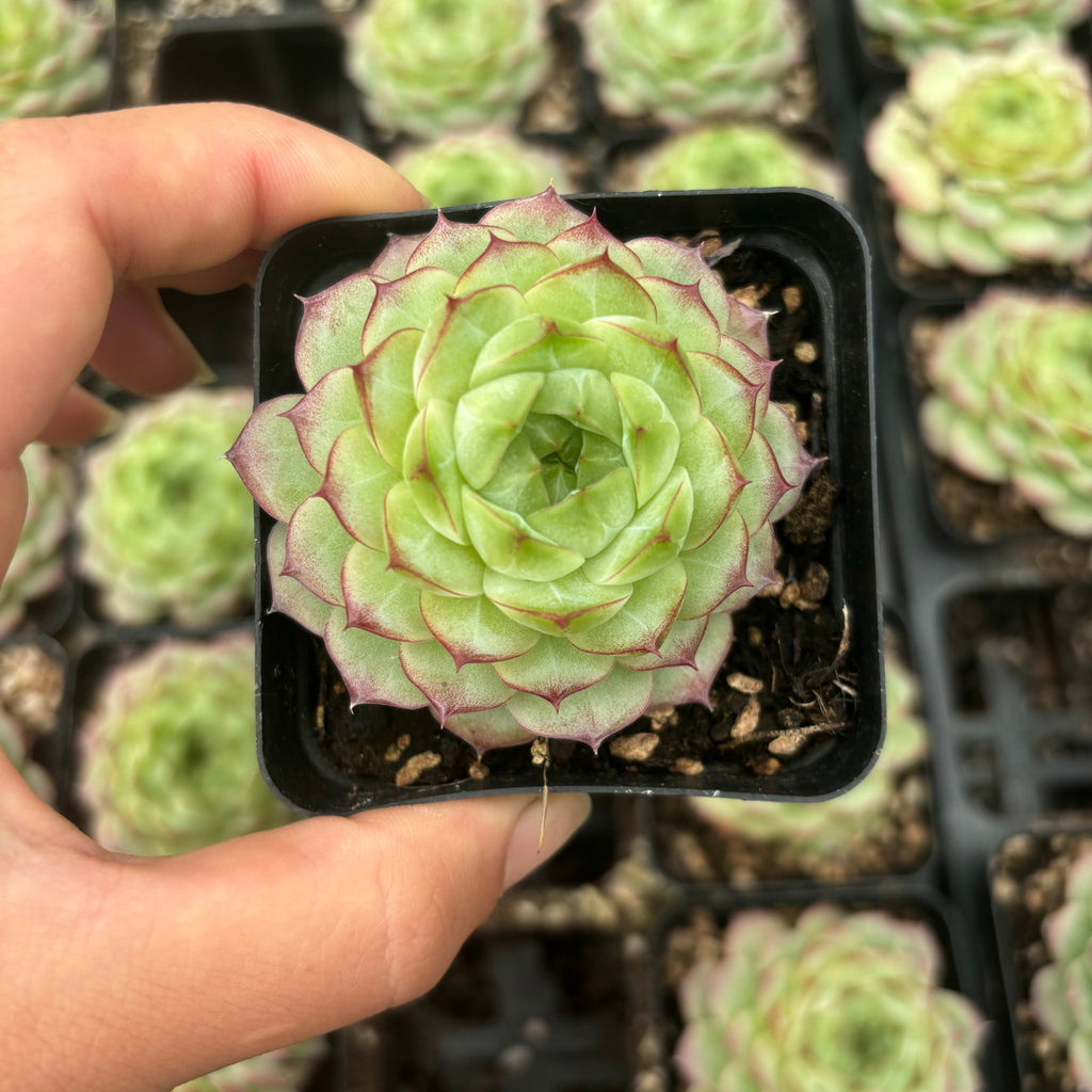 L042 エケベリア クイーン・ジェニー