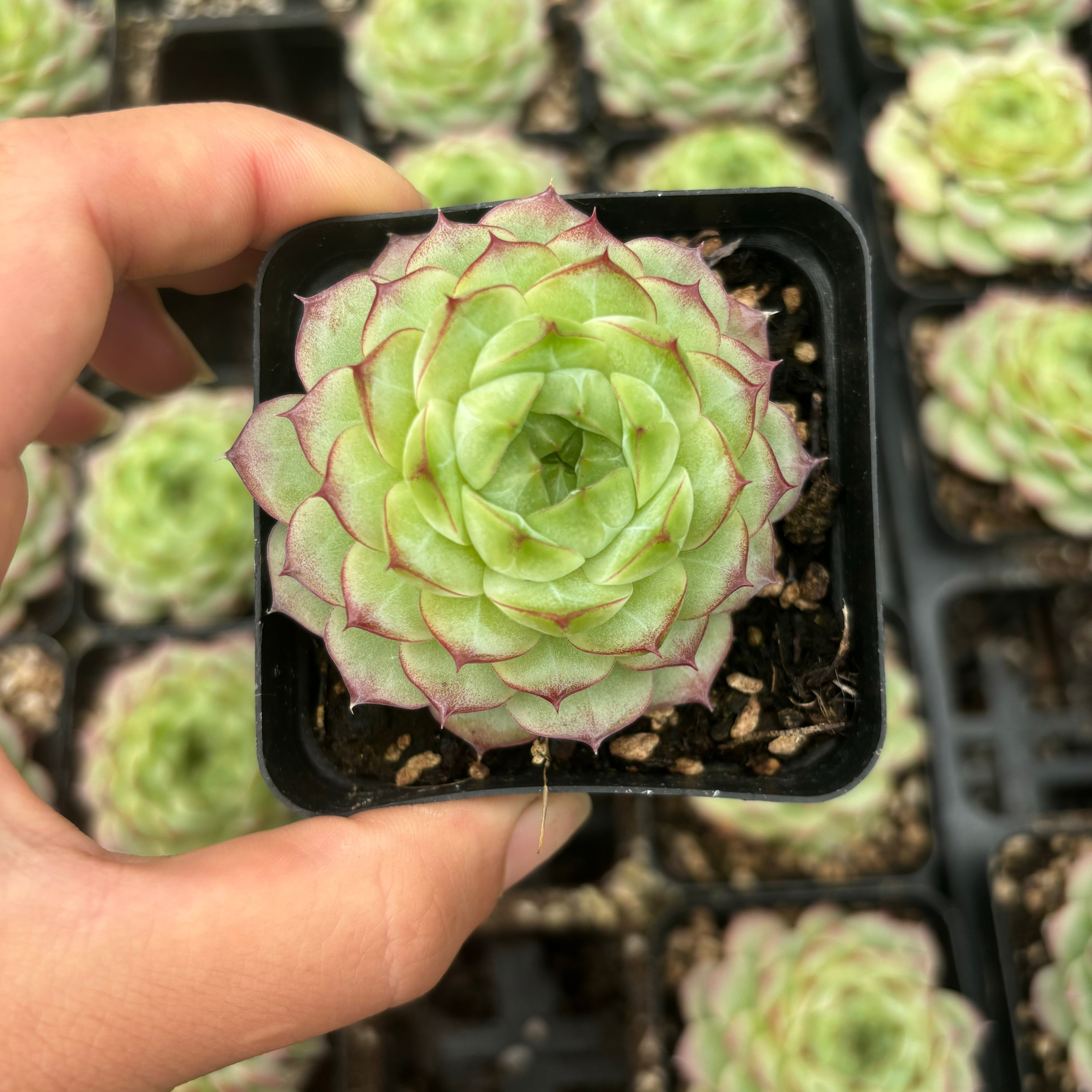 L042 エケベリア クイーン・ジェニー