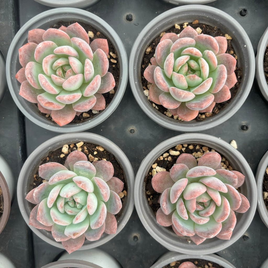 L043 エケベリア スター・マーク