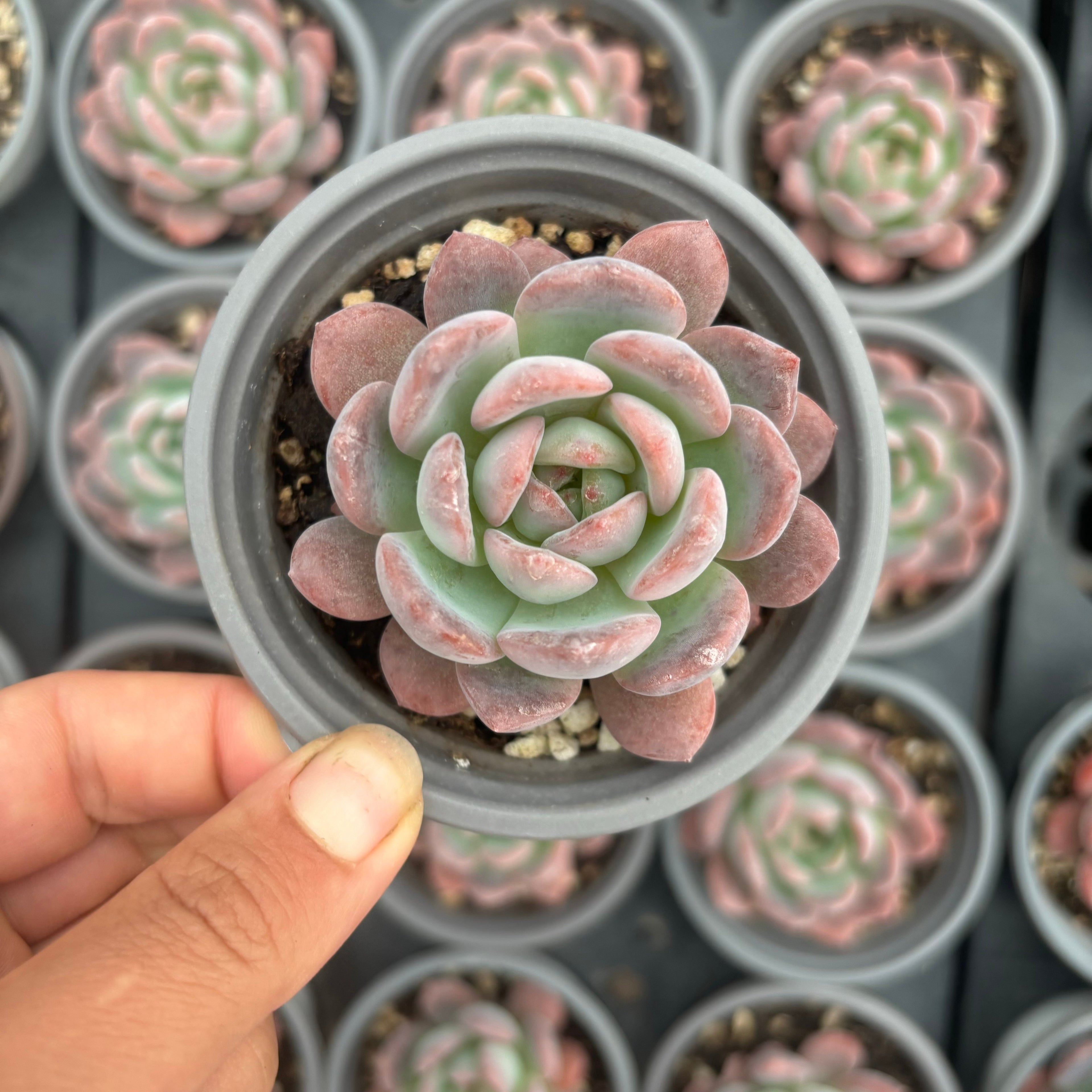 L043 エケベリア スター・マーク