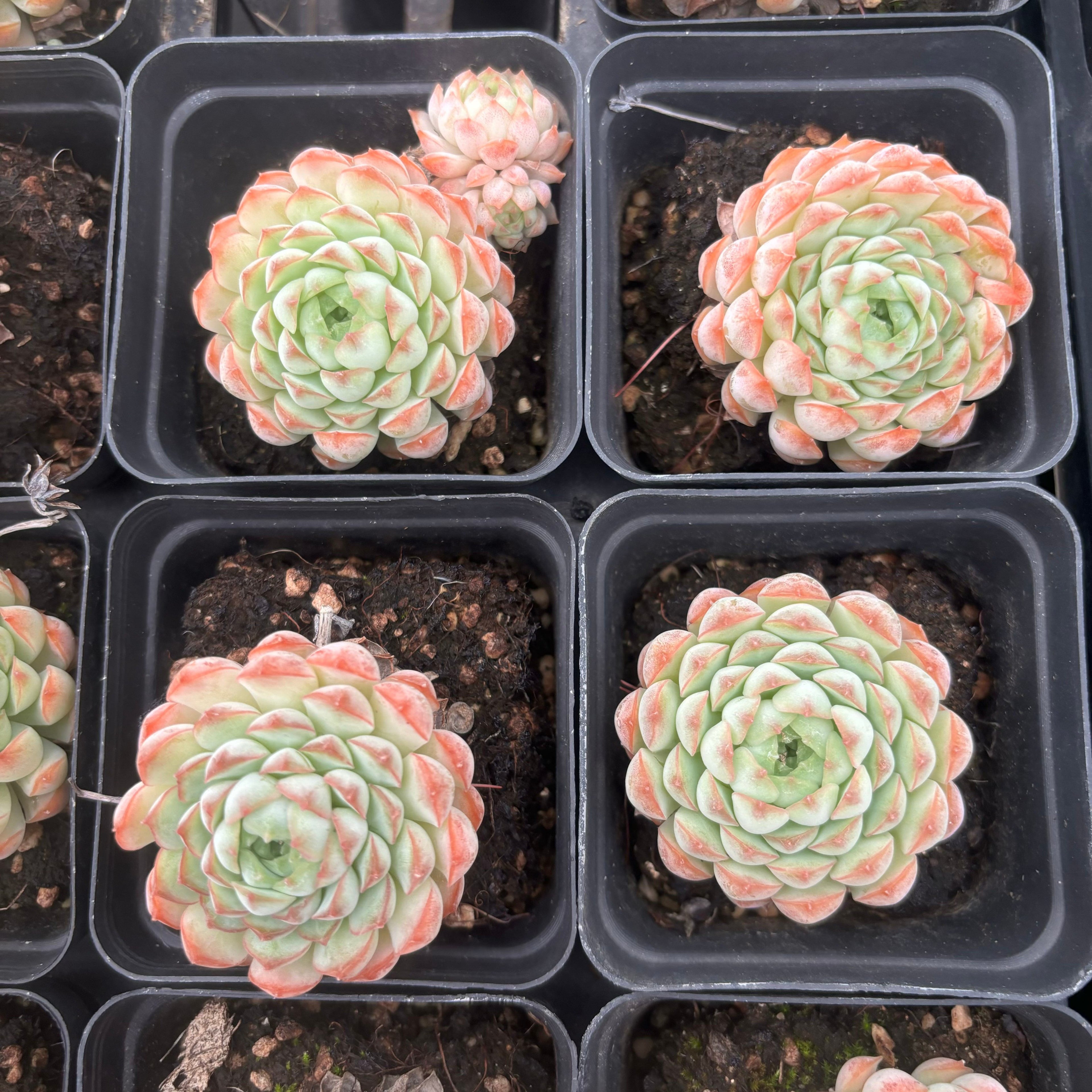 L045 エケベリア レイヤー・モダン