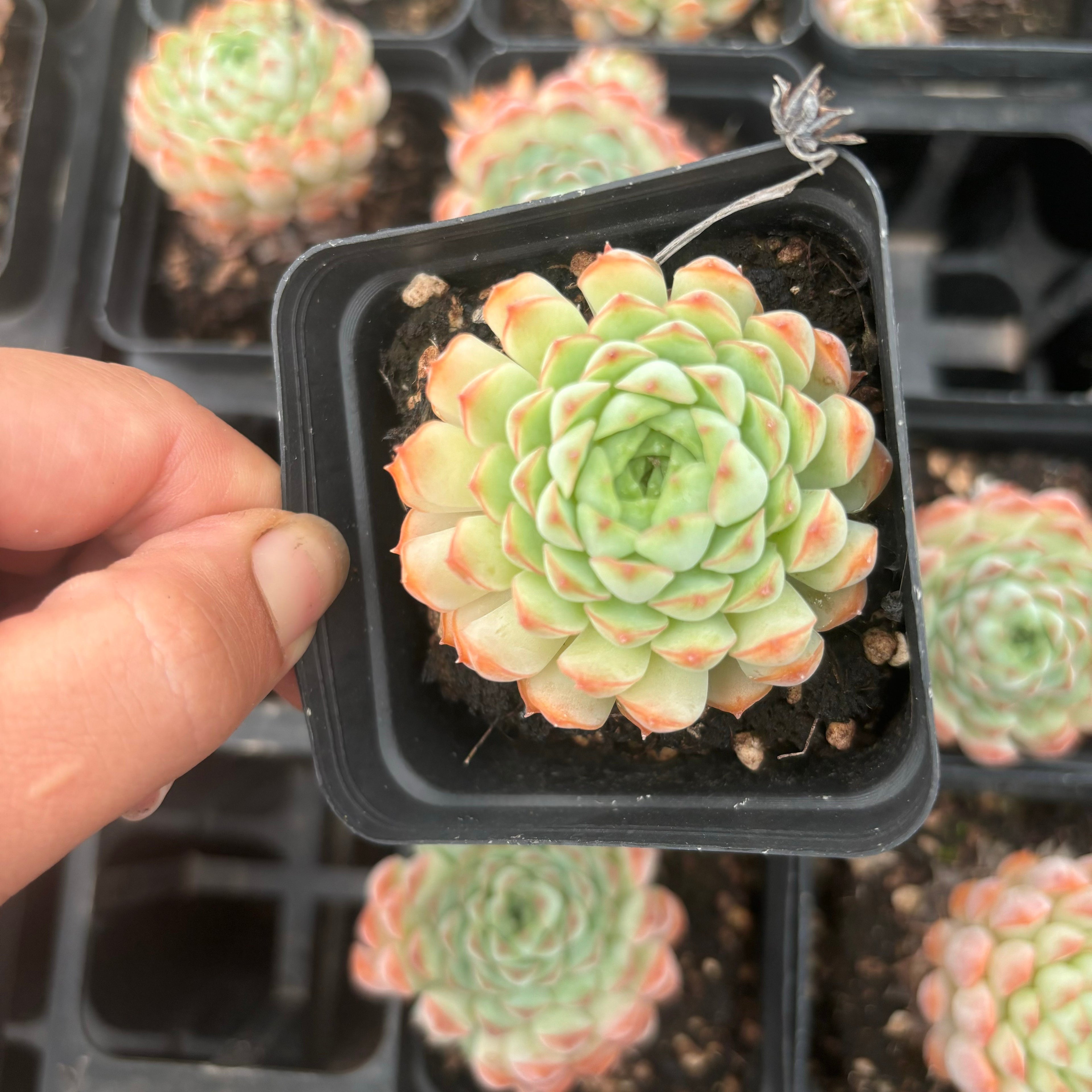 L045 エケベリア レイヤー・モダン