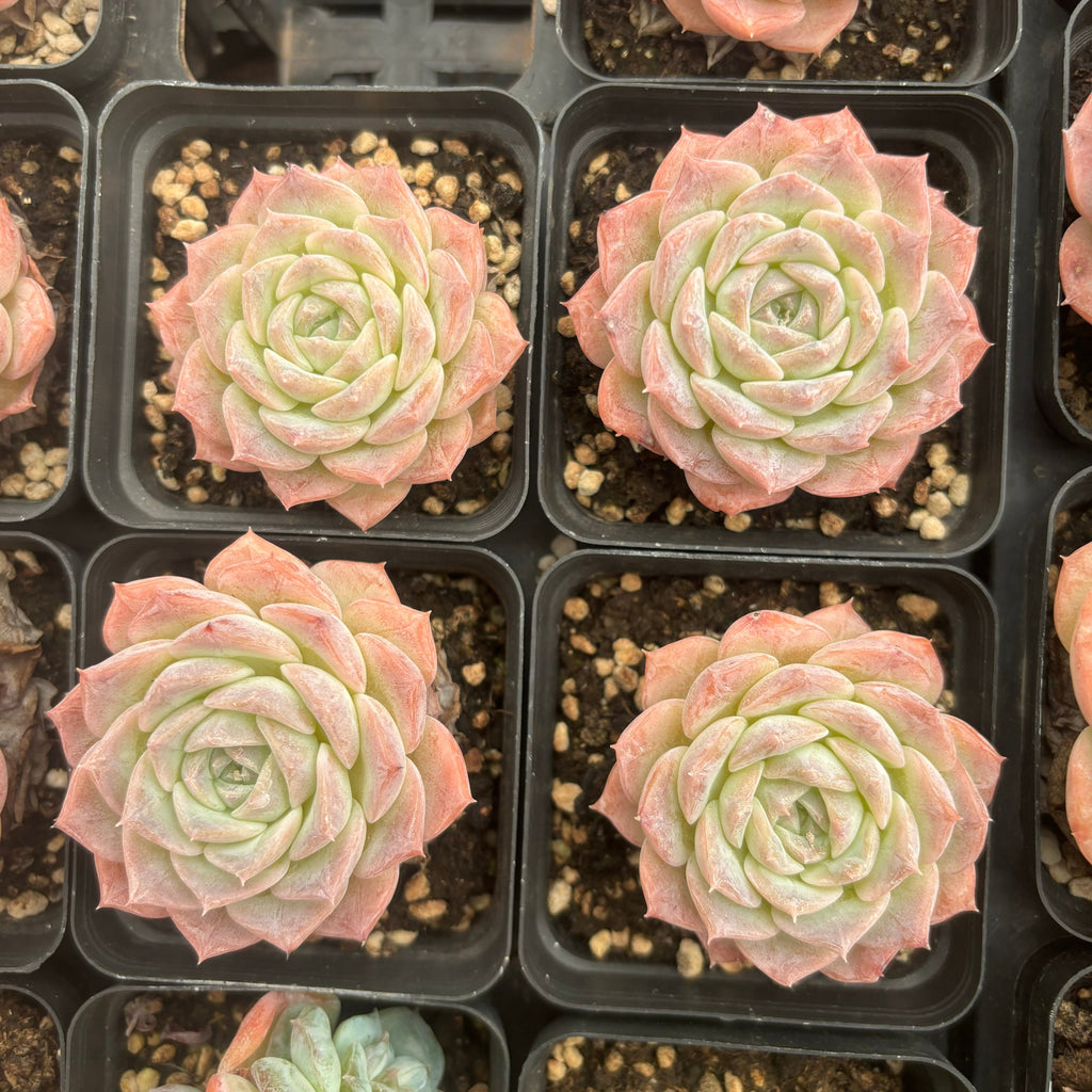 L047 エケベリア ピュアラブ