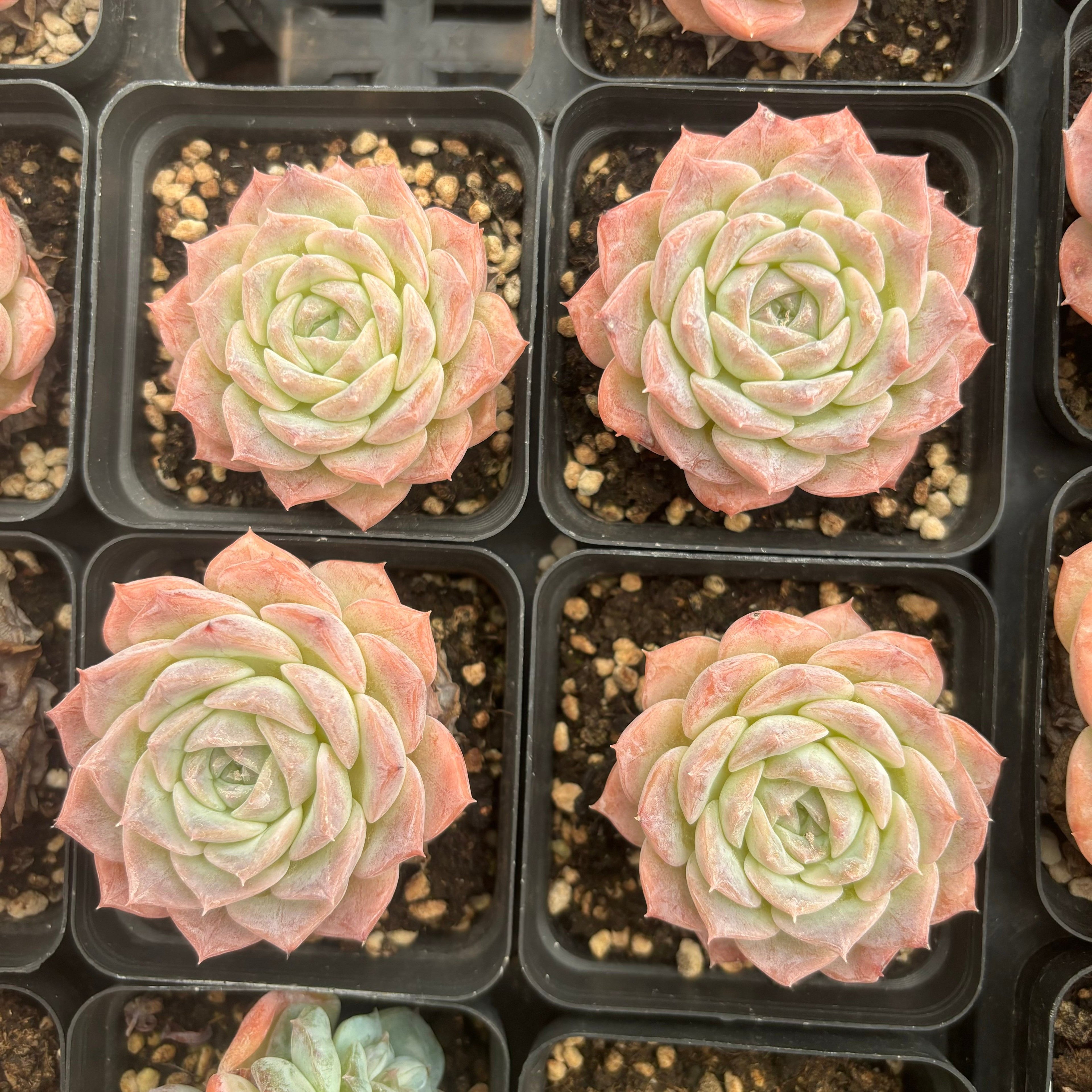 L047 エケベリア ピュアラブ