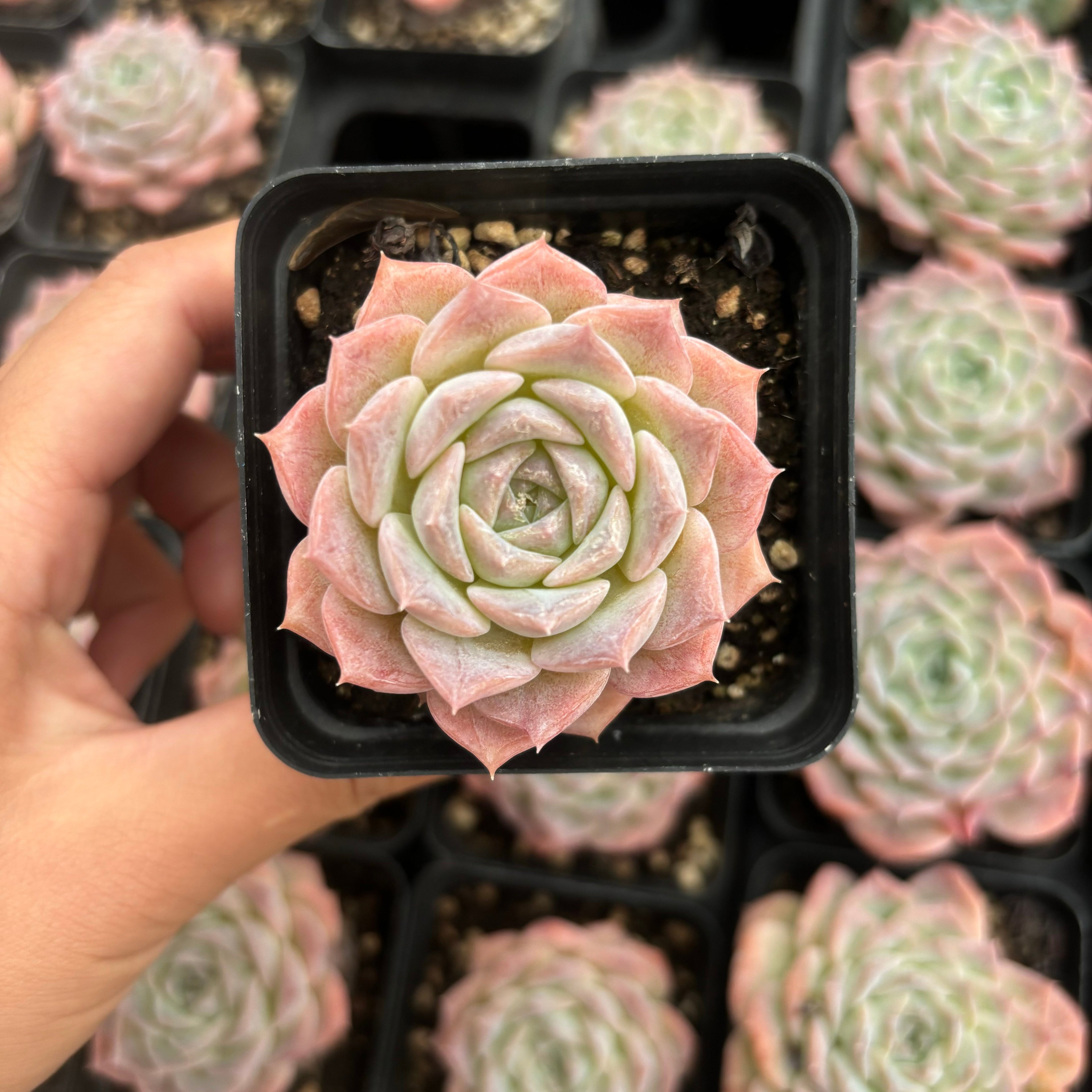 L047 エケベリア ピュアラブ