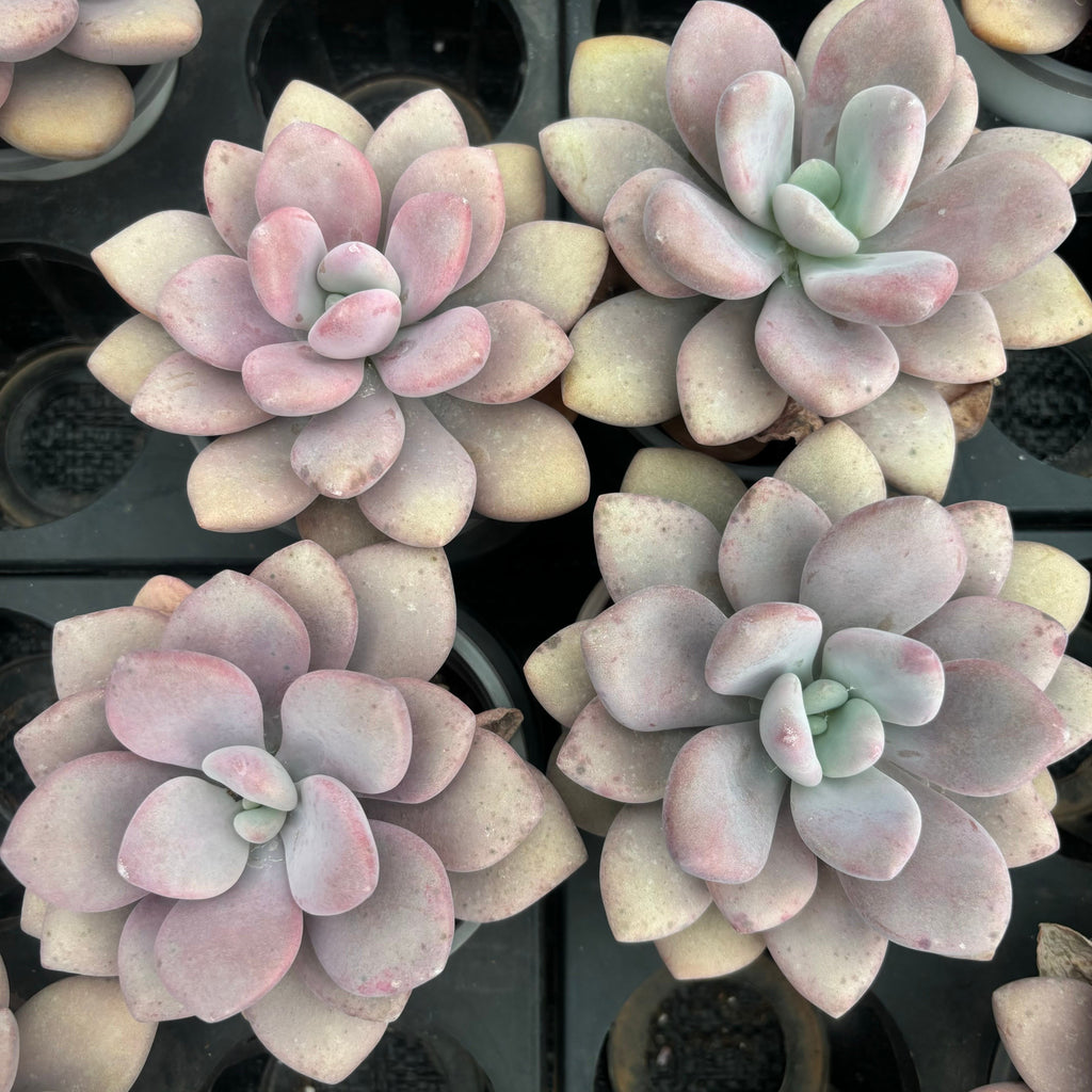 L048 エケベリア ララナイ