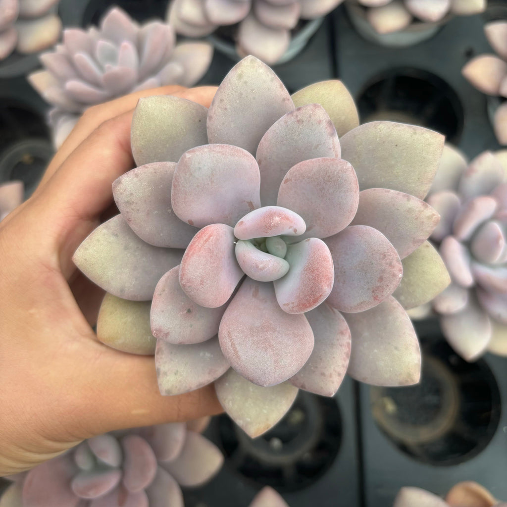 L048 エケベリア ララナイ