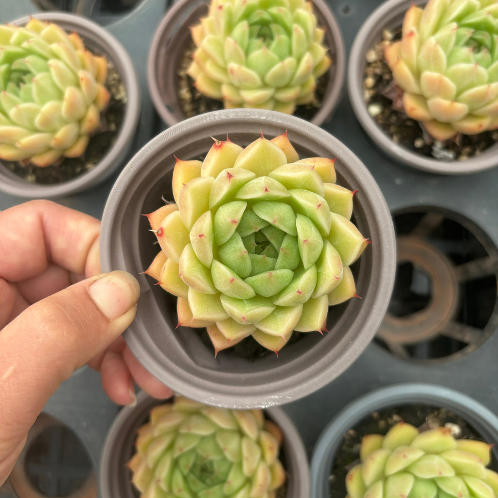 L049 エケベリア フェン・フェイ