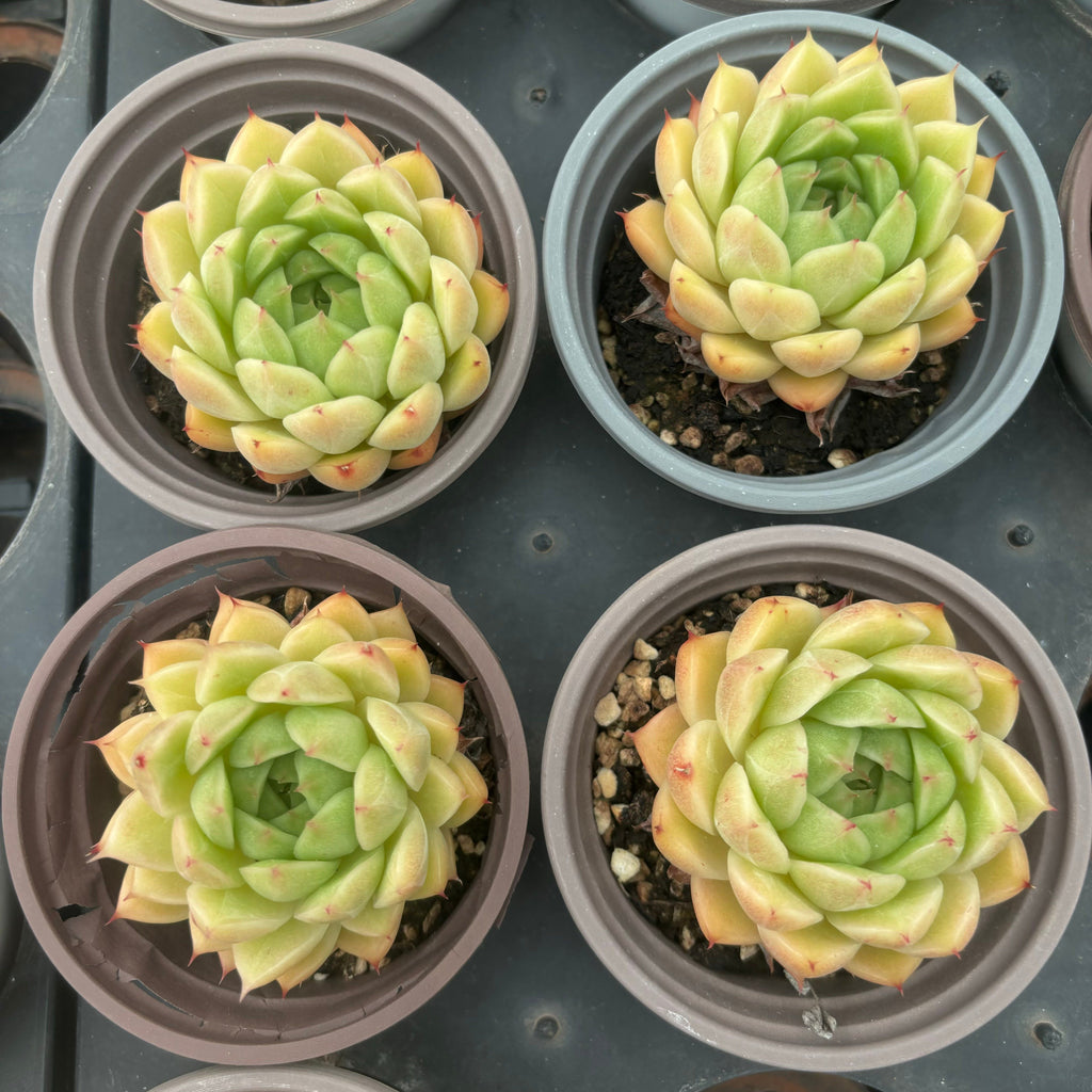 L049 エケベリア フェン・フェイ