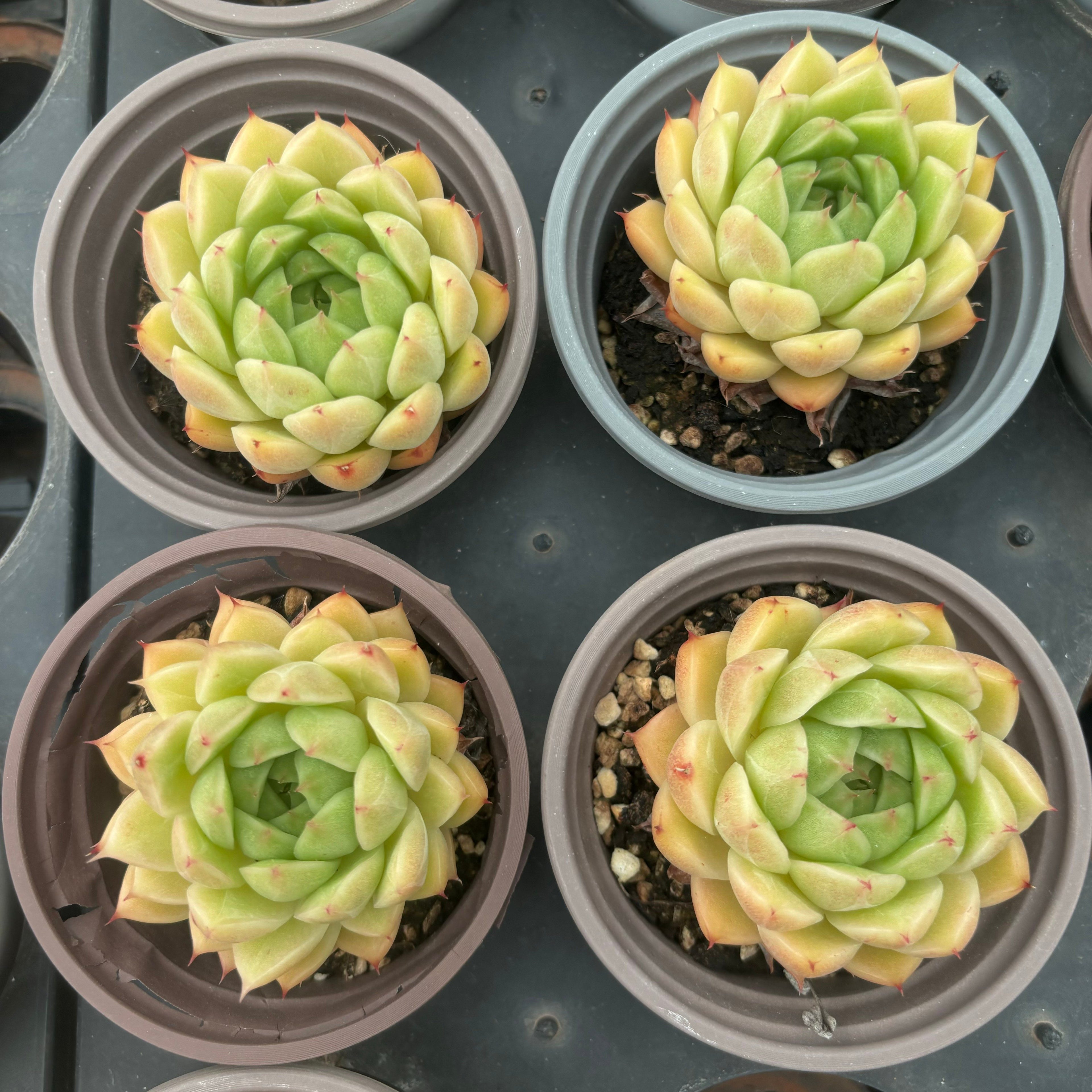 L049 エケベリア フェン・フェイ