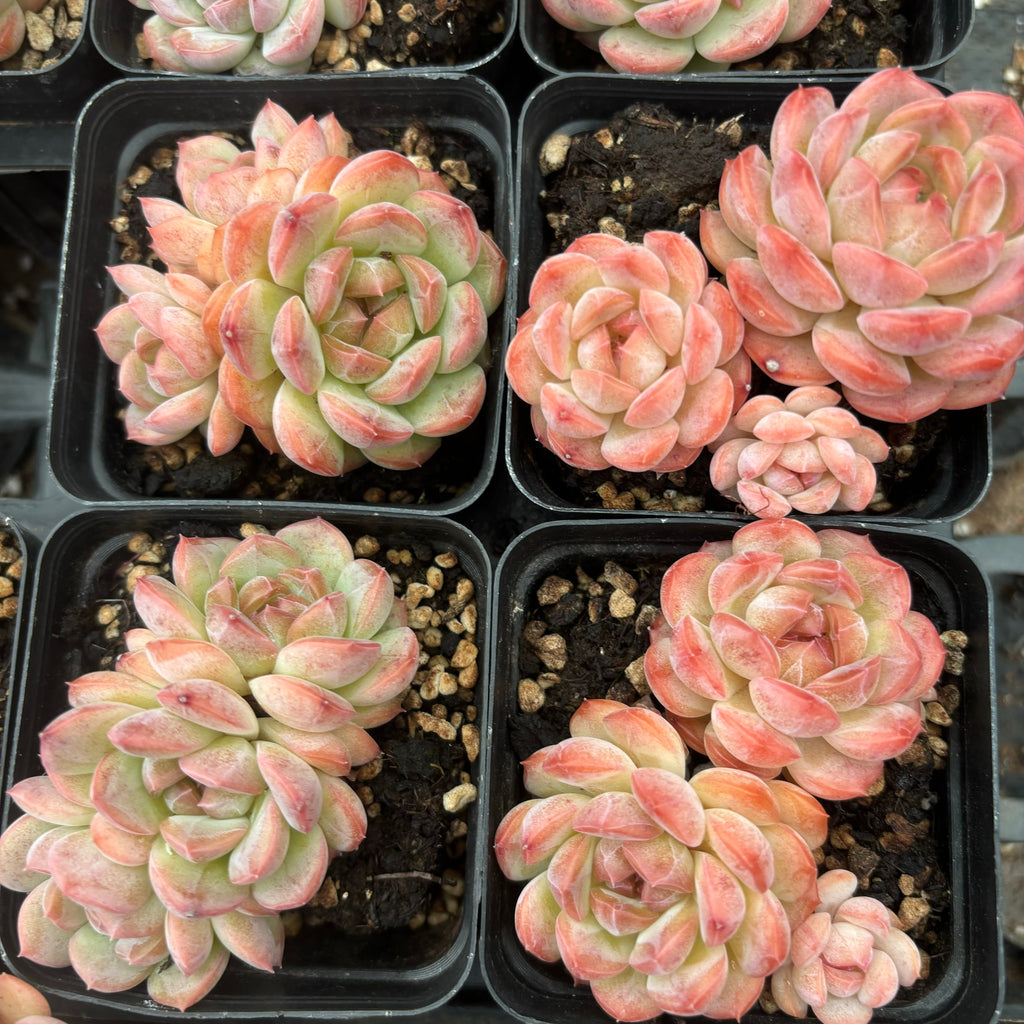 L051 エケベリア キンシン