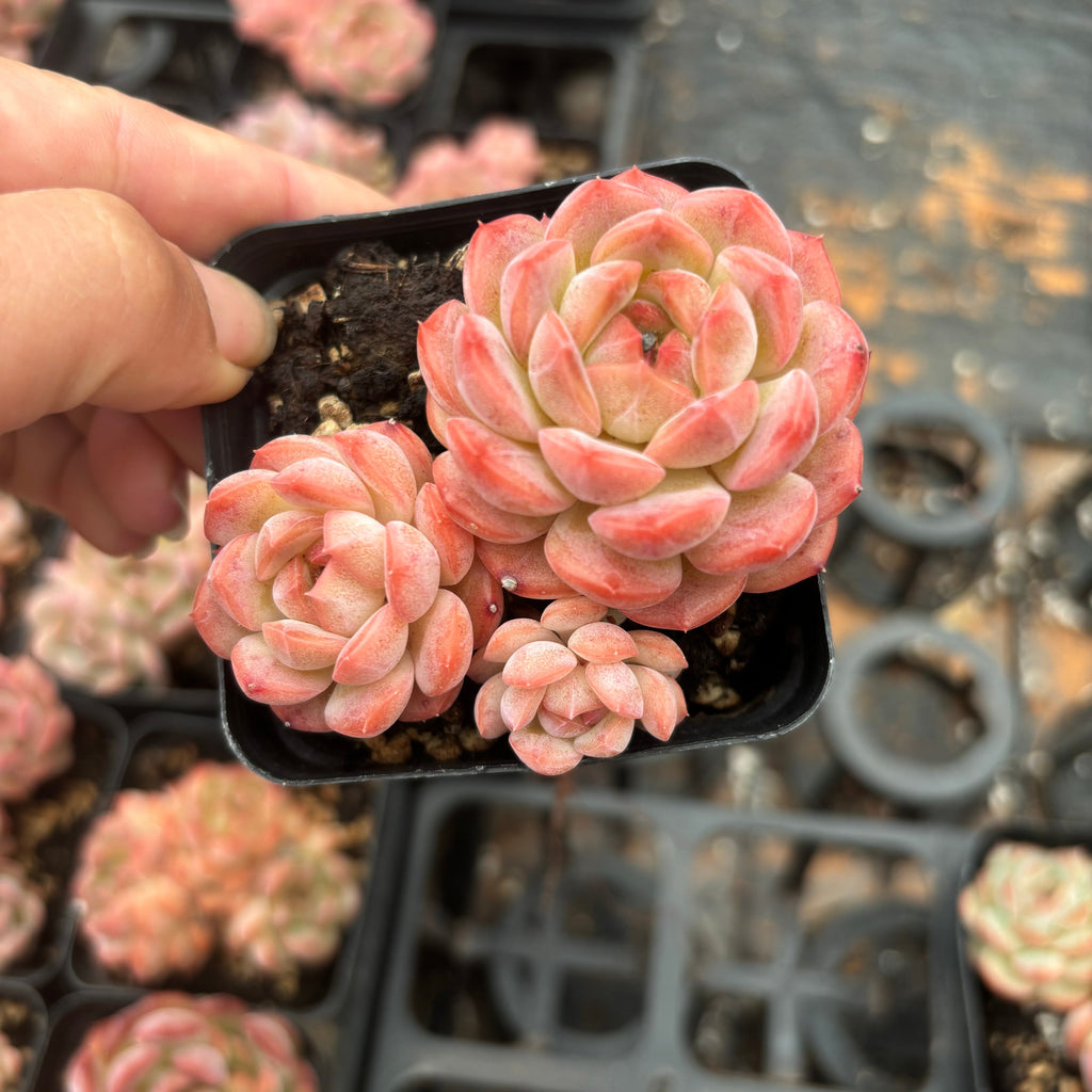 L051 エケベリア キンシン