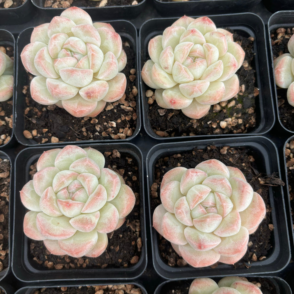 L052 エケベリア ファット・アイス