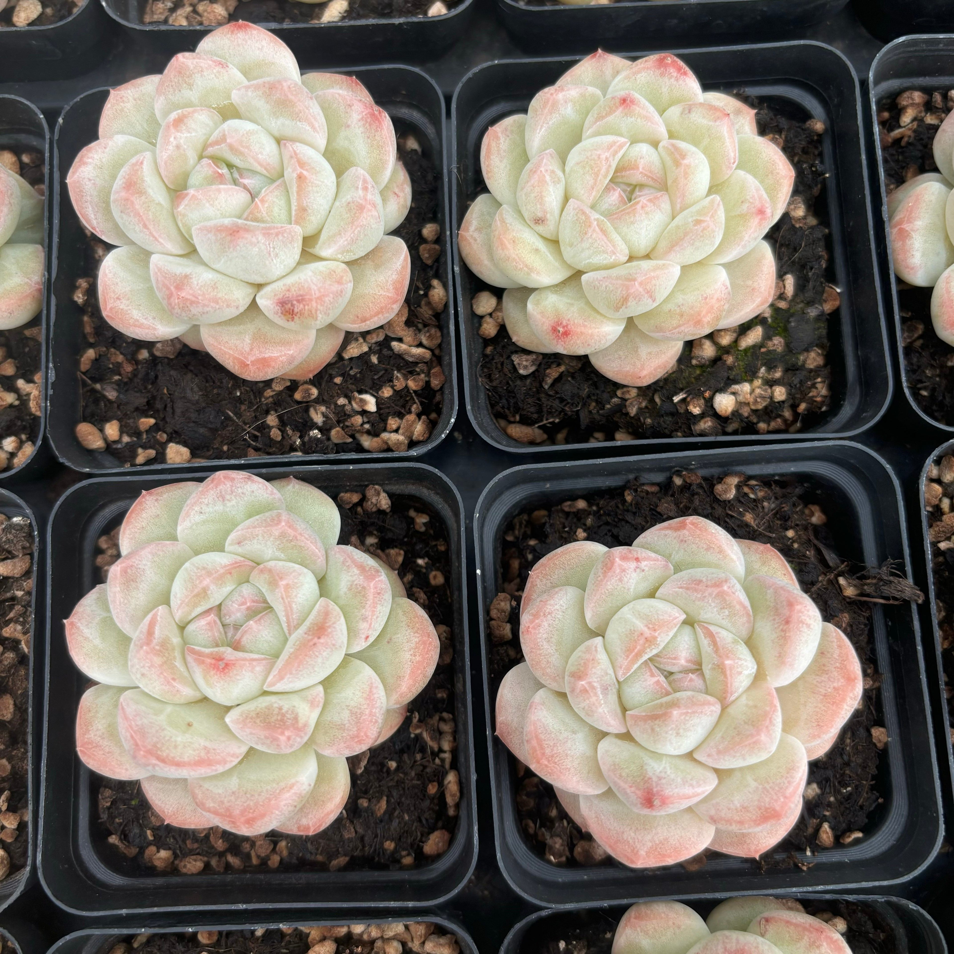 L052 エケベリア ファット・アイス