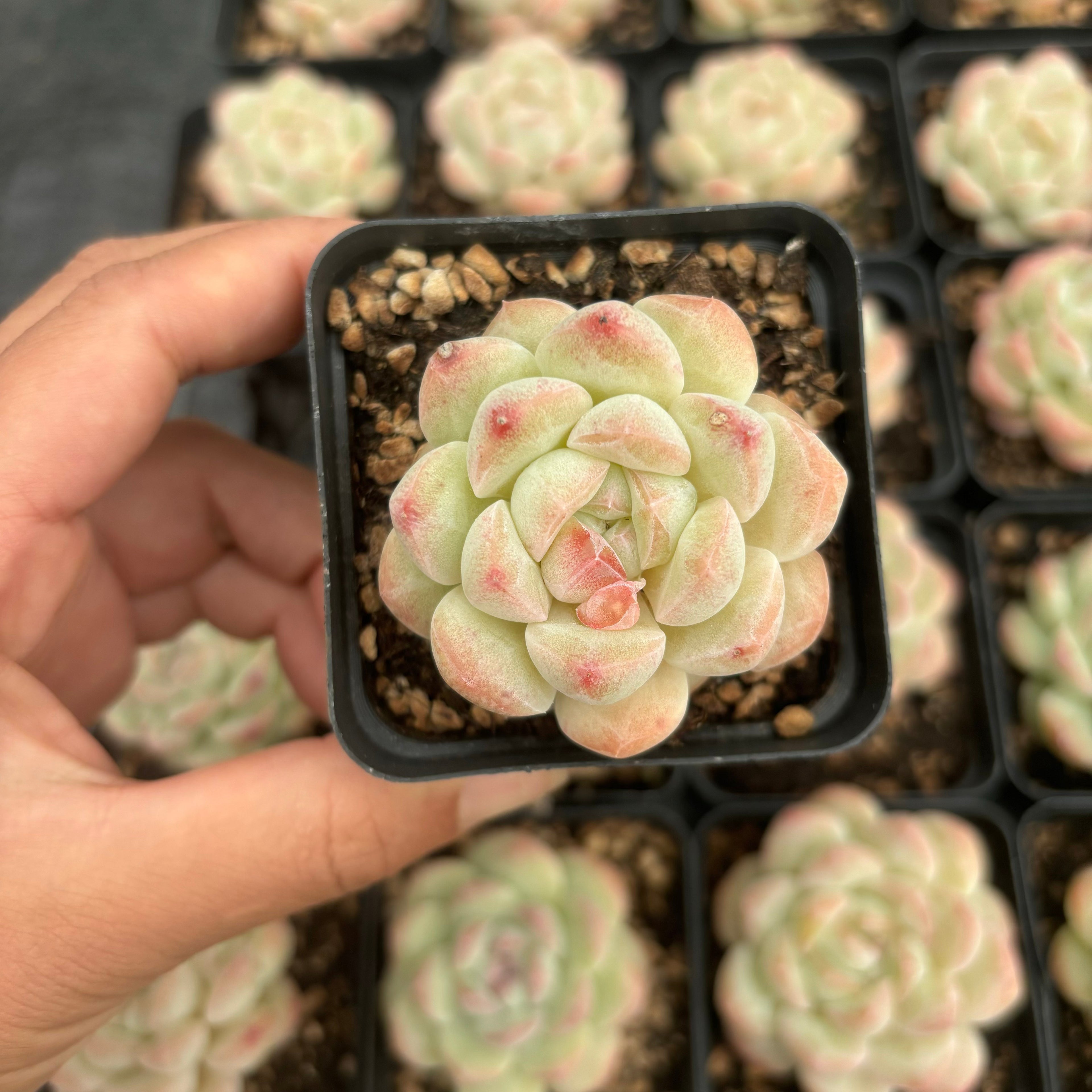 L052 エケベリア ファット・アイス