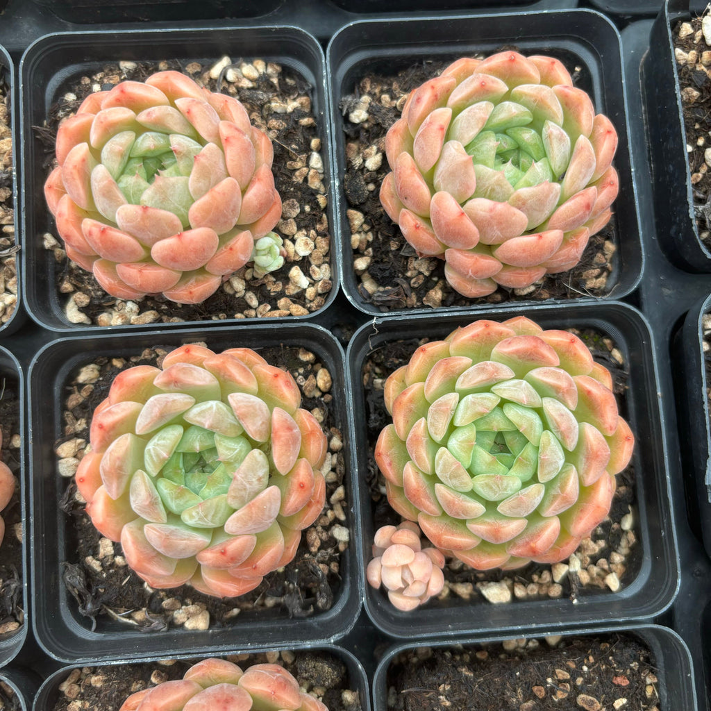 L054 エケベリア シュガー・ロール