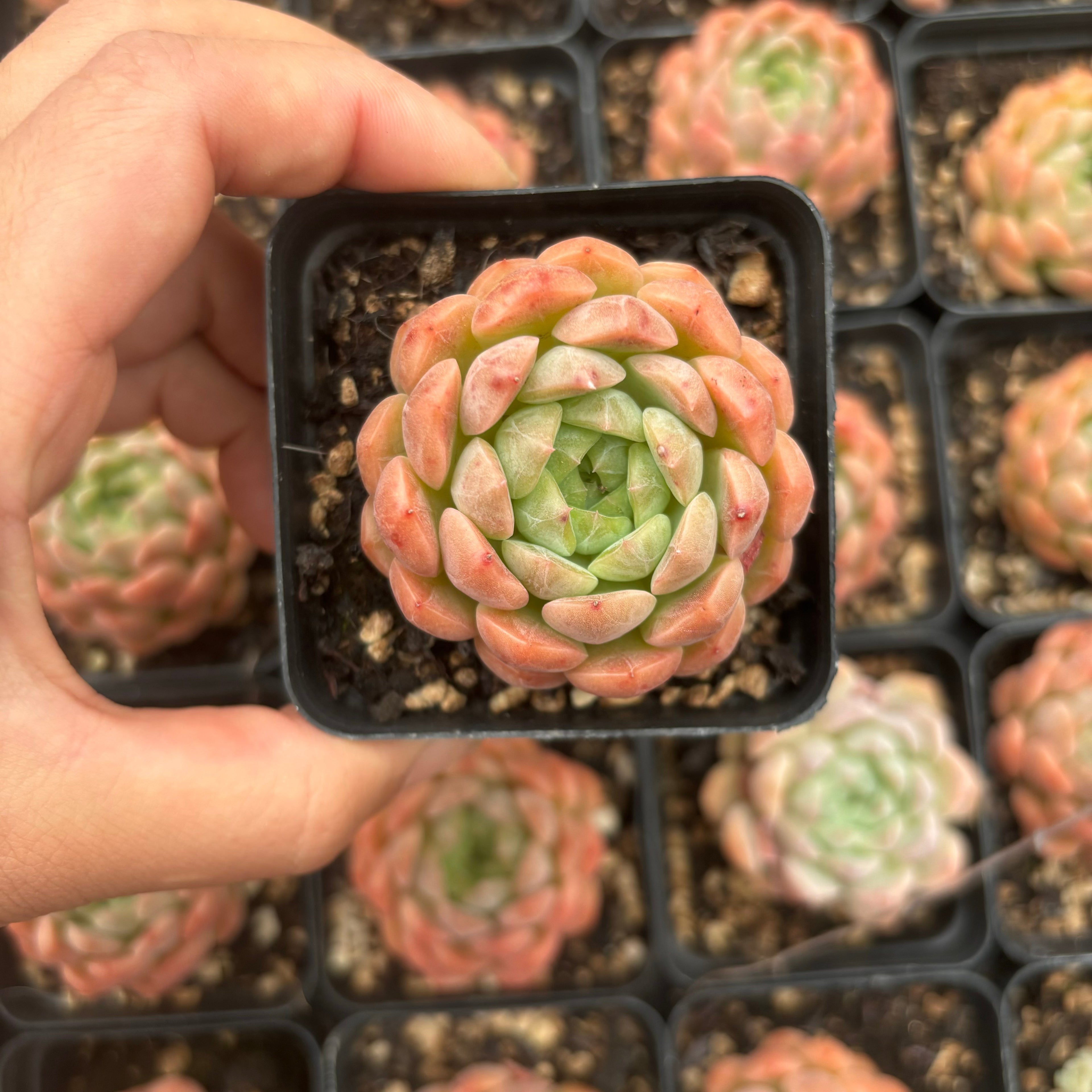 L054 エケベリア シュガー・ロール