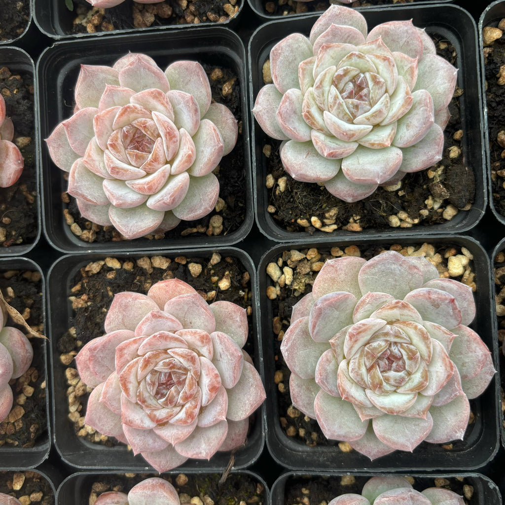 L055 エケベリア ユンラン