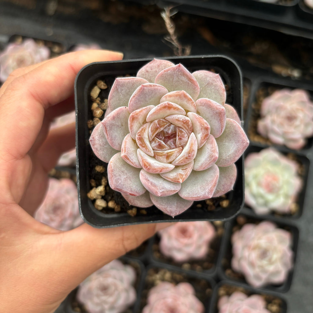 L055 エケベリア ユンラン