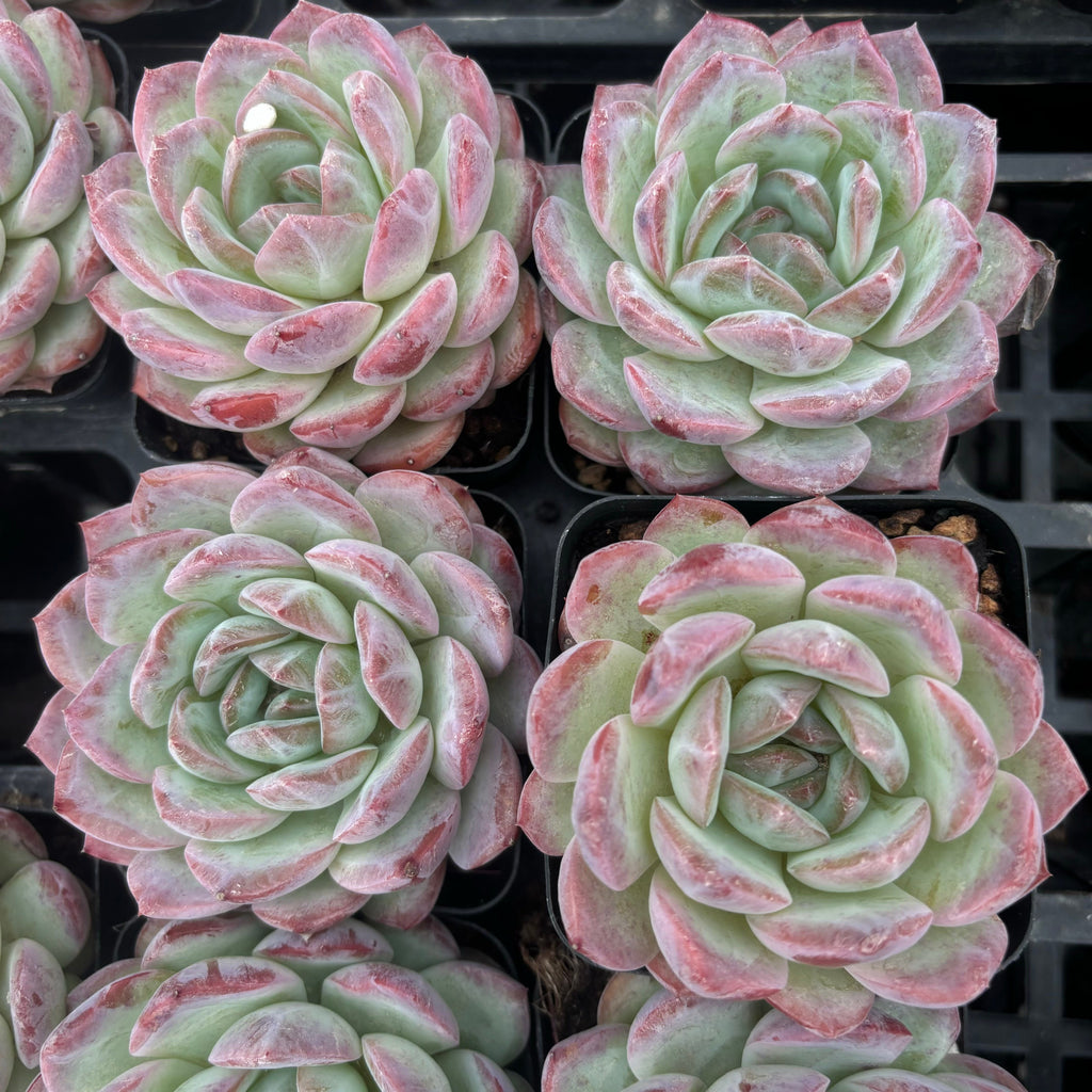 L057 エケベリア レッド・スリーブ