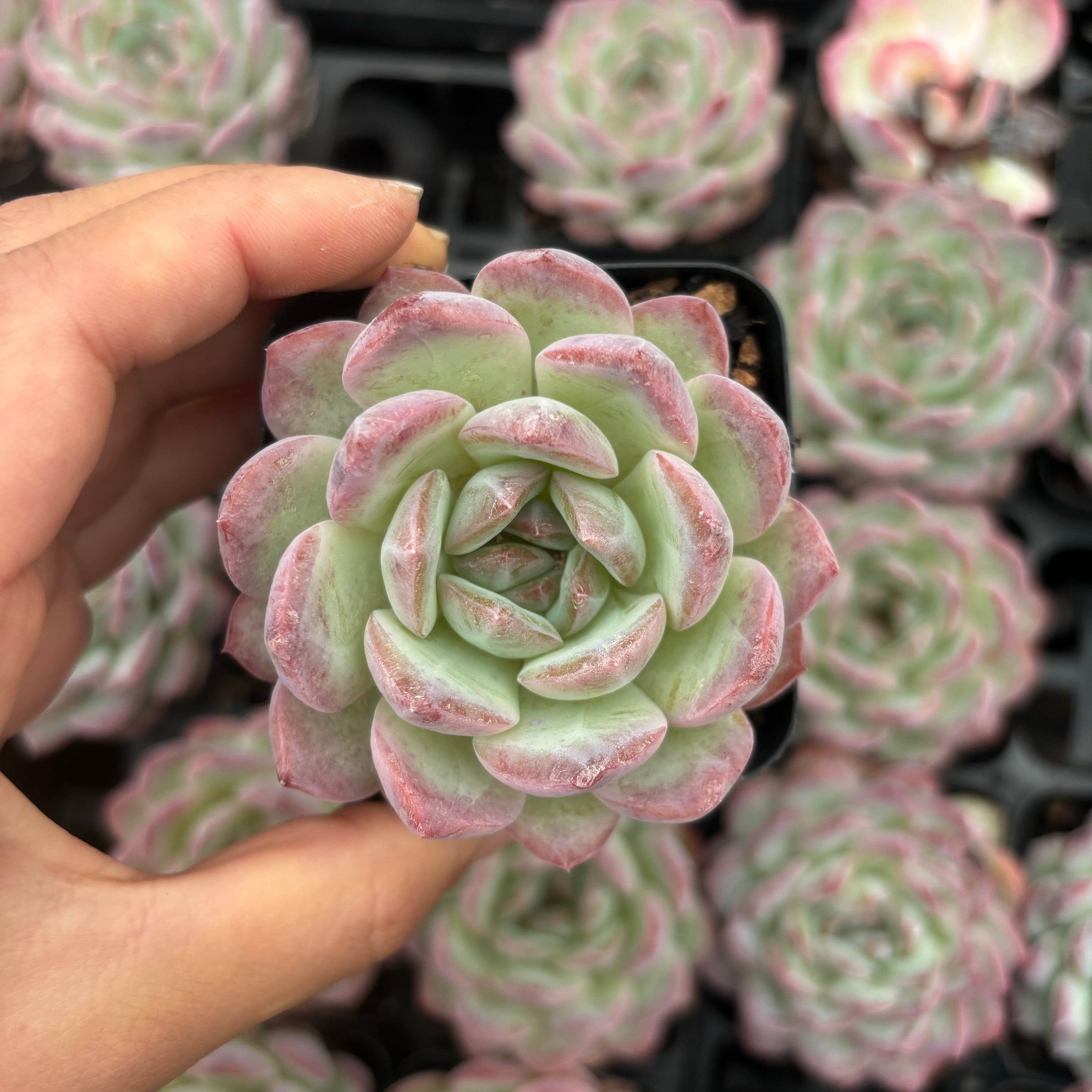 L057 エケベリア レッド・スリーブ