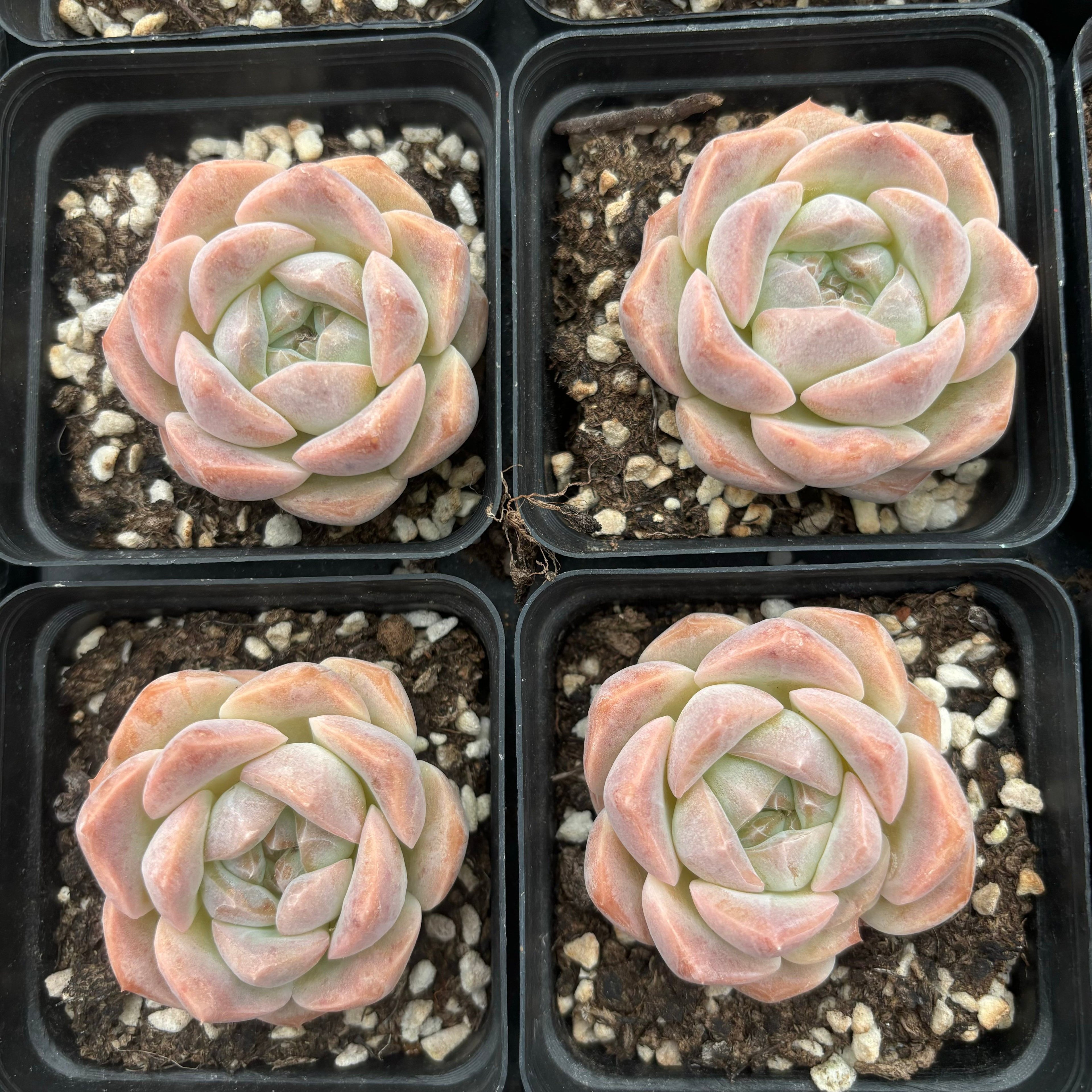 L058 エケベリア ビューティフル・モーメント