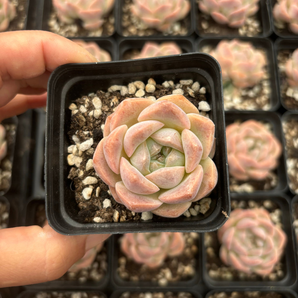 L058 エケベリア ビューティフル・モーメント