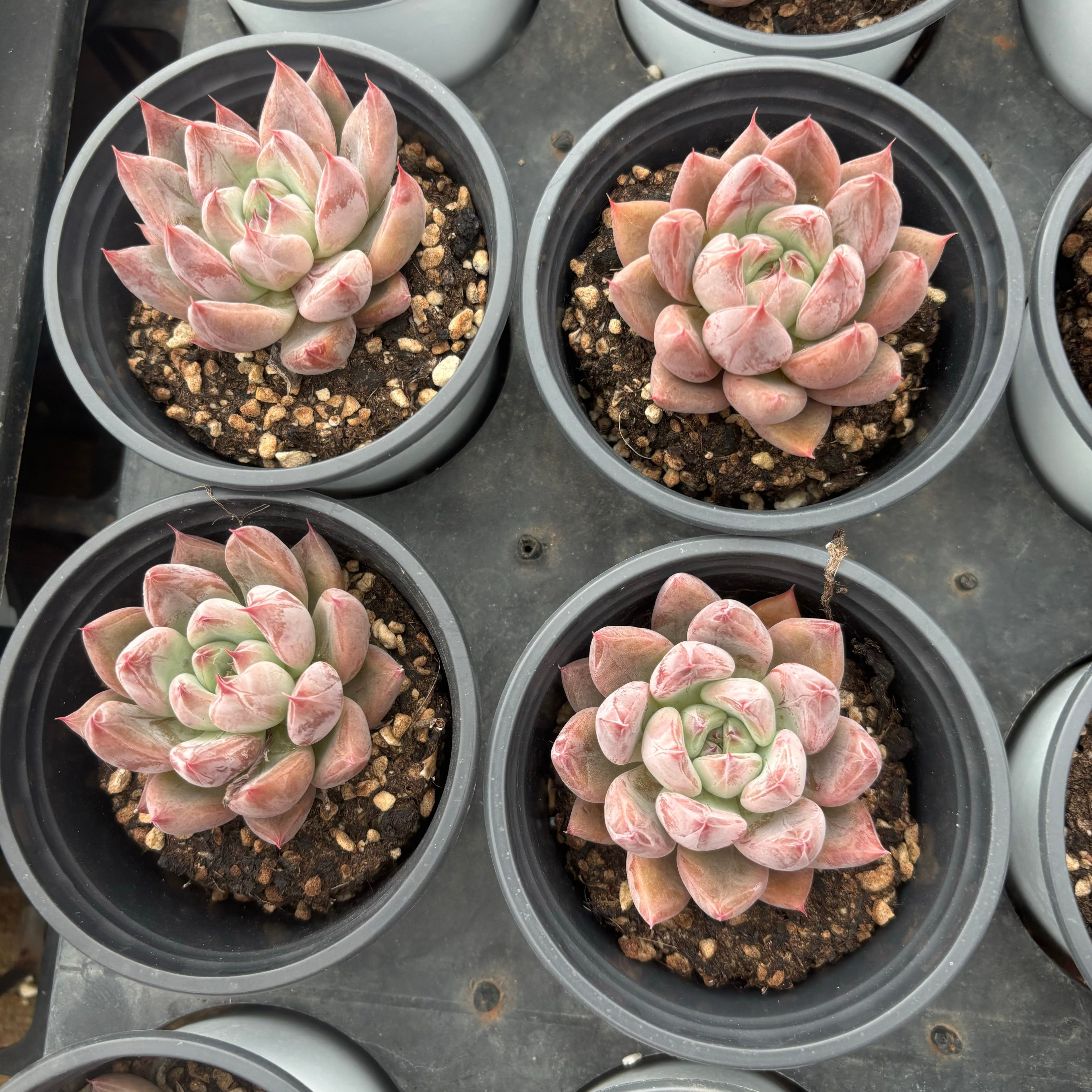 L059 エケベリア フィンガー・リング