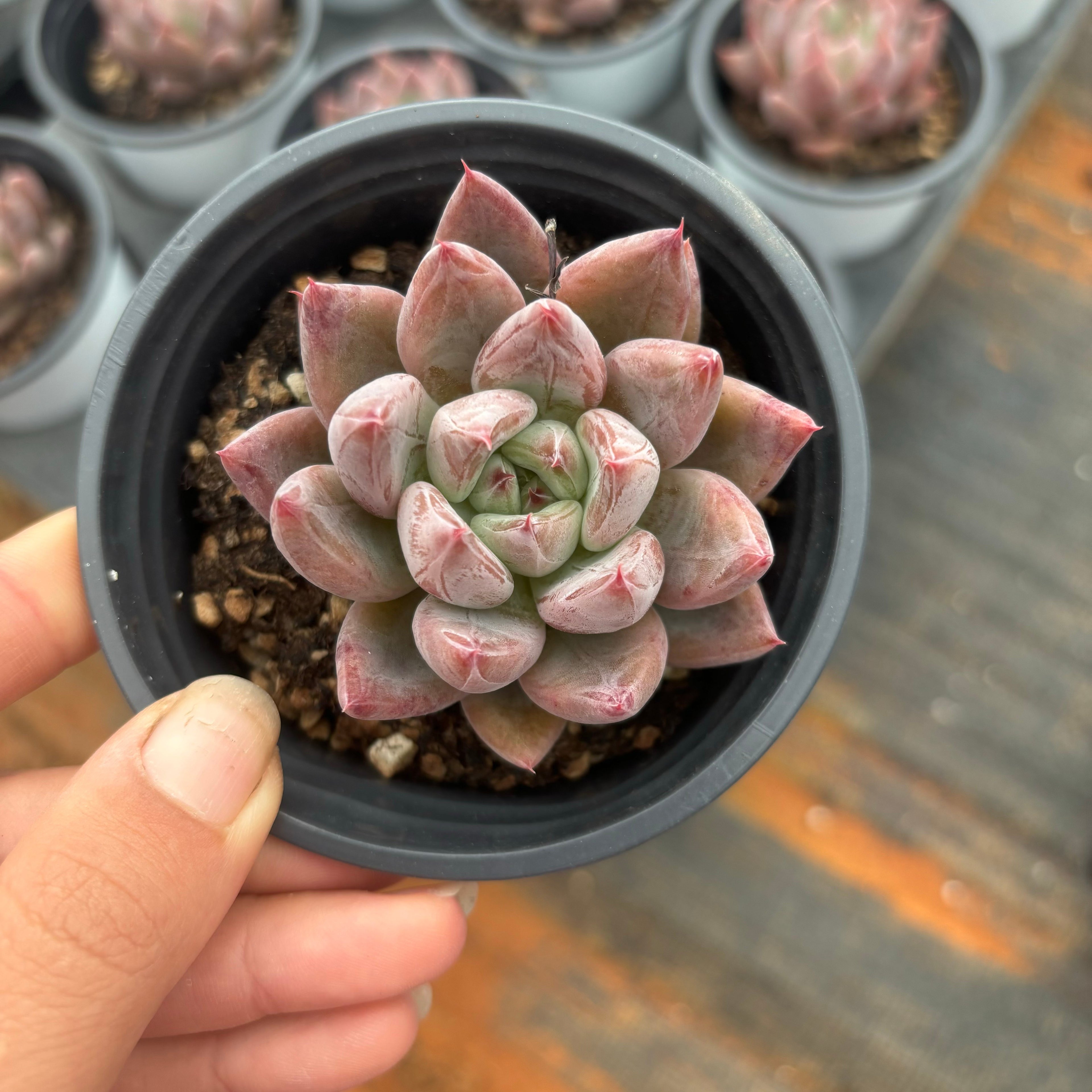 L059 エケベリア フィンガー・リング