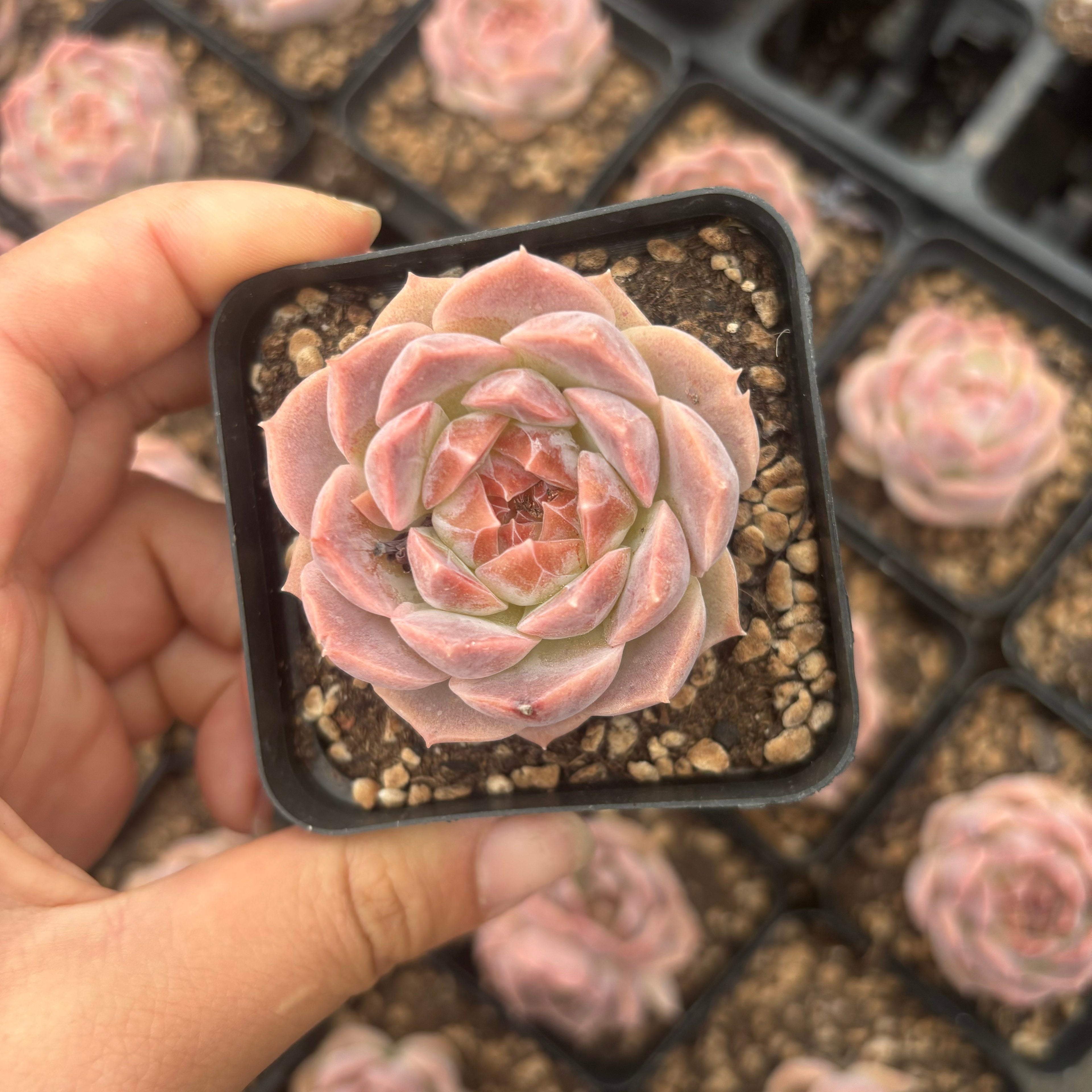 L060 エケベリア ファンタジー・バブル