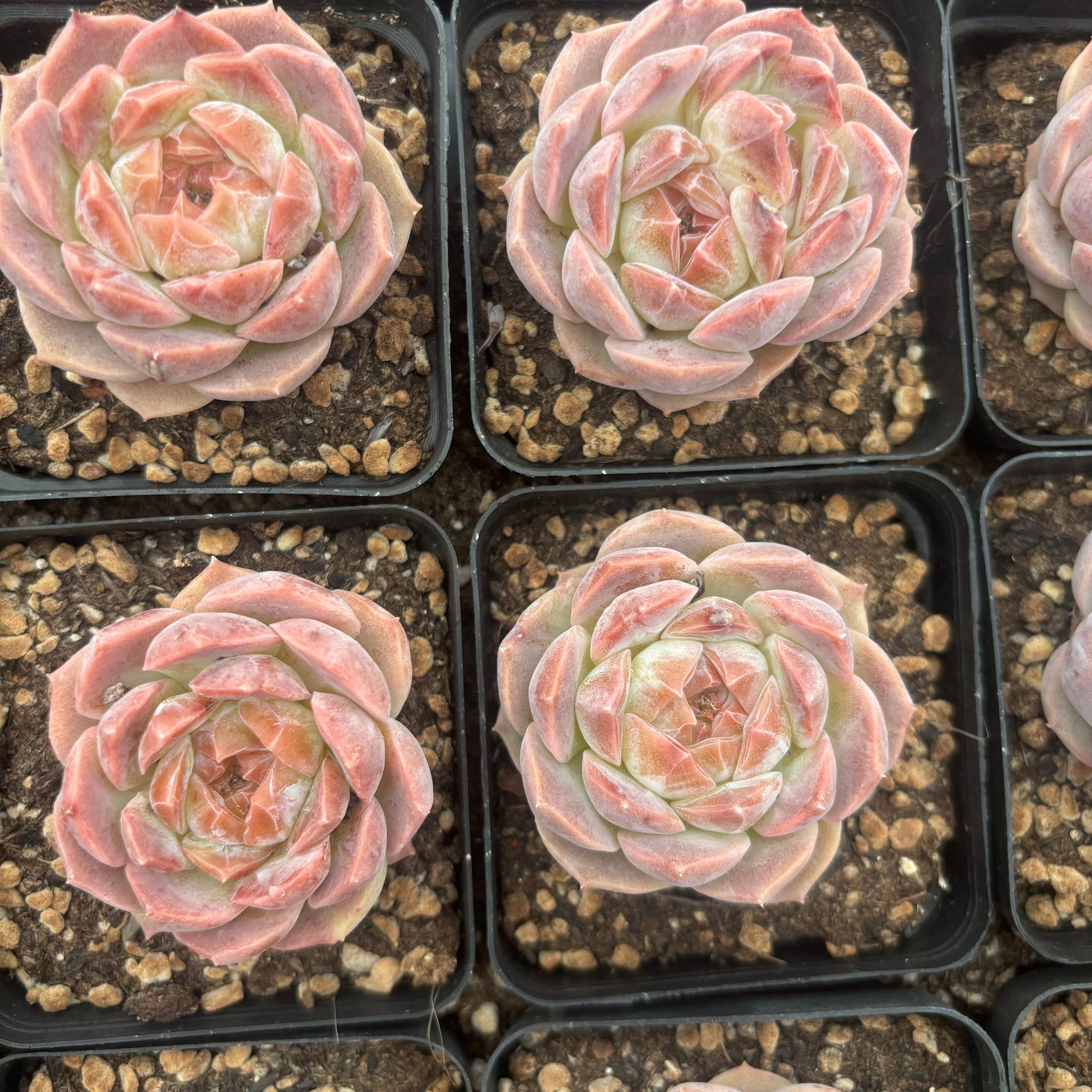 L060 エケベリア ファンタジー・バブル