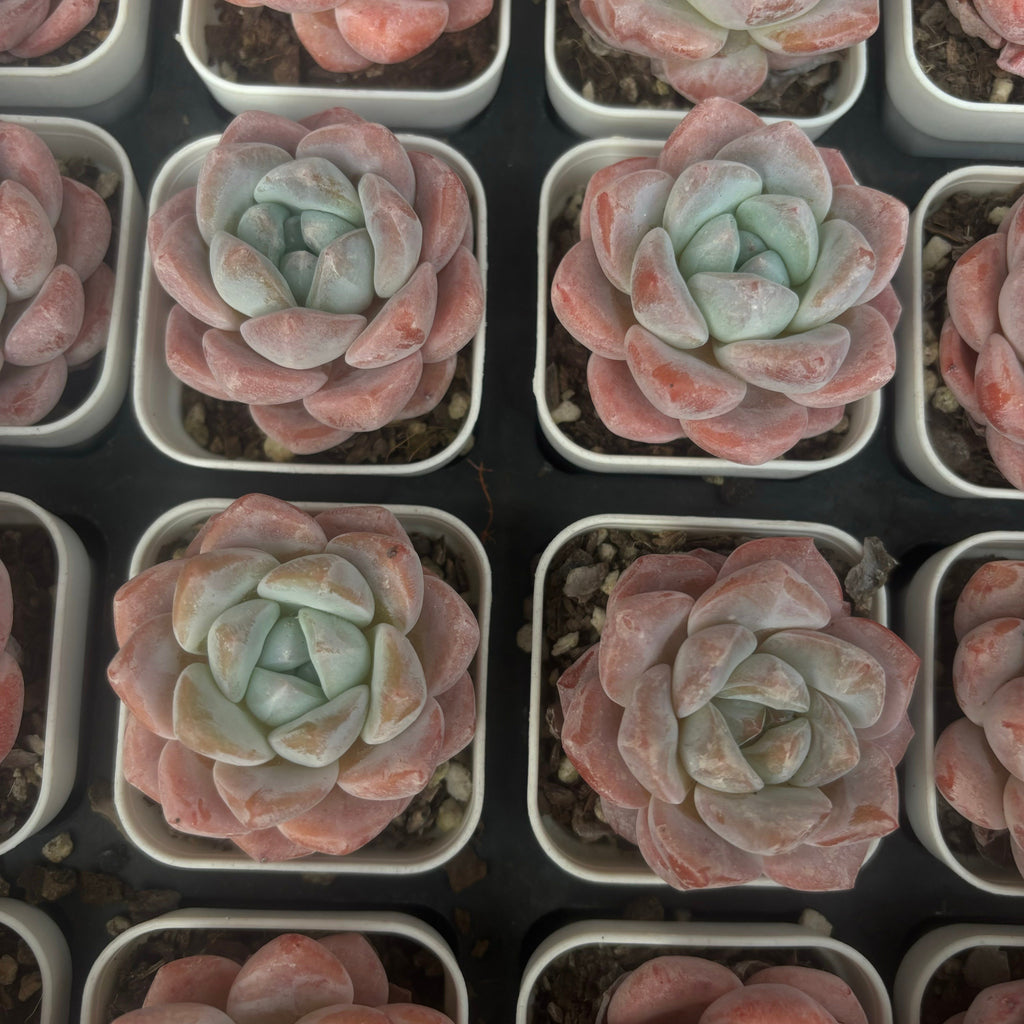 CM001 霜の花 エケベリア